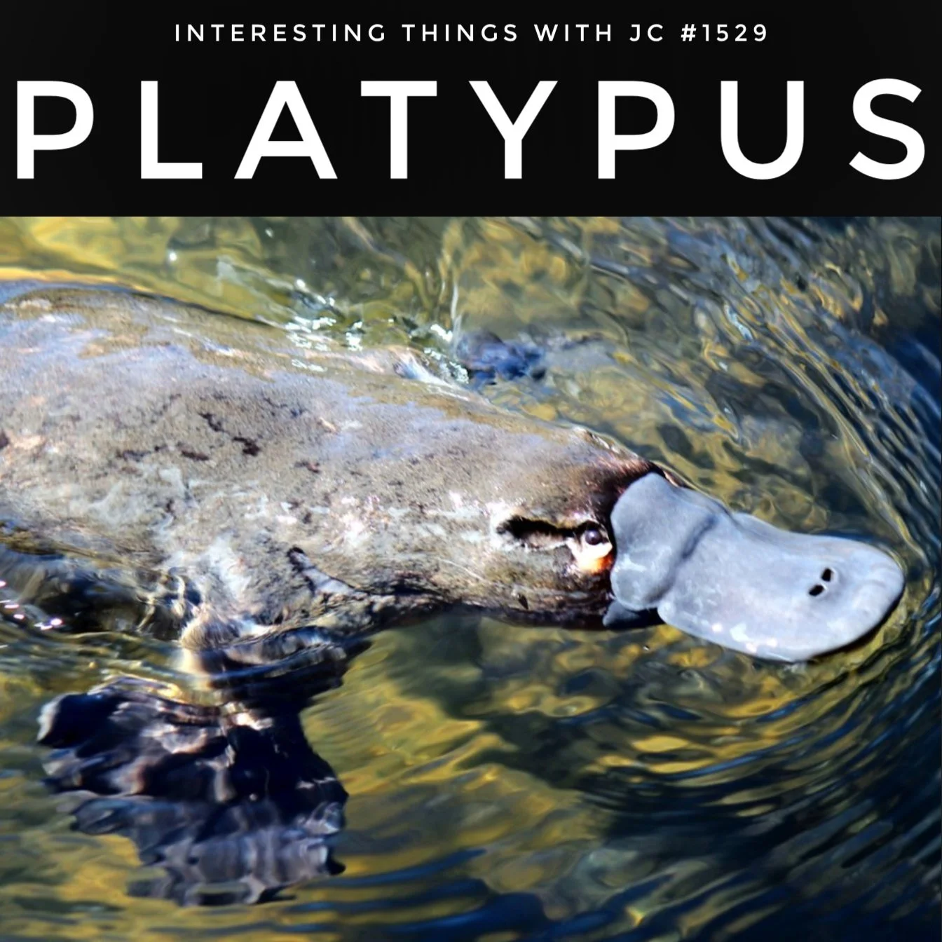 1529: "Platypus" 