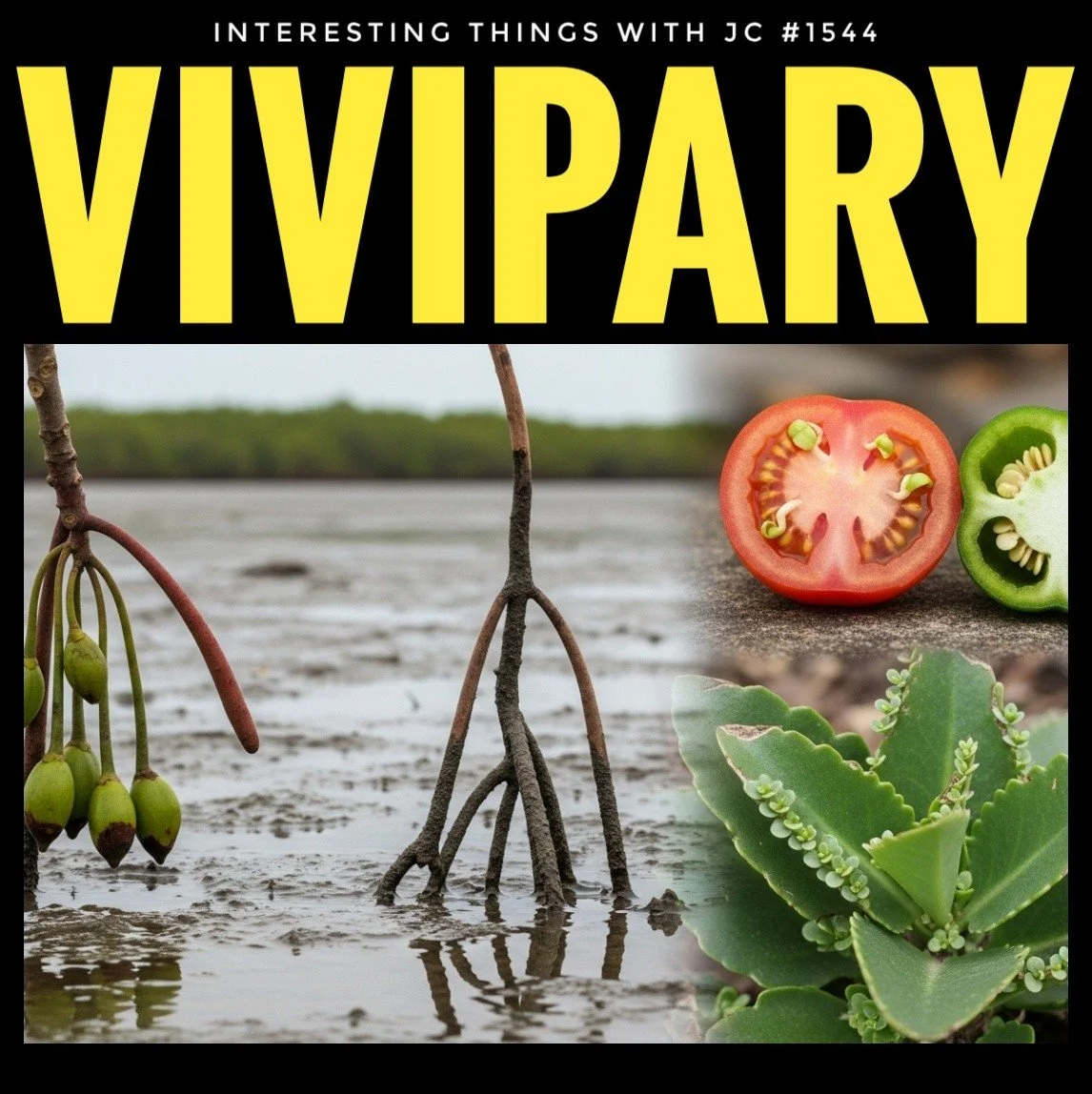 1544: "Vivipary"