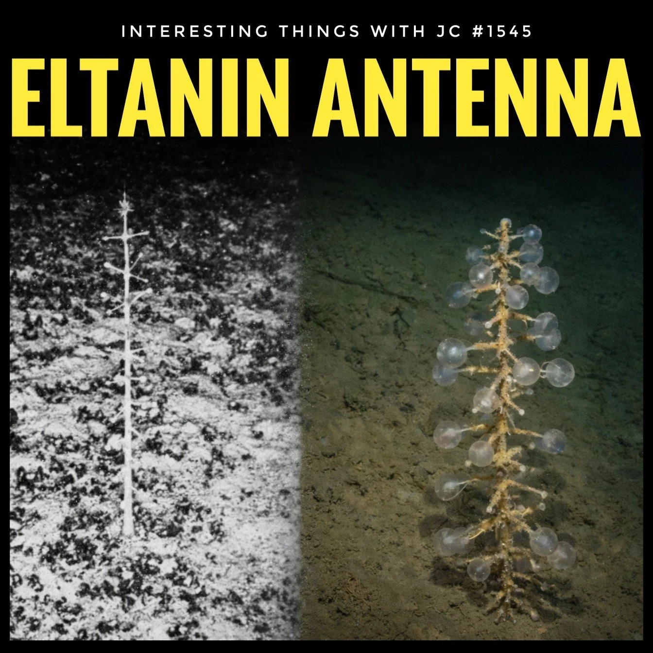 1545: "The Eltanin Antenna"