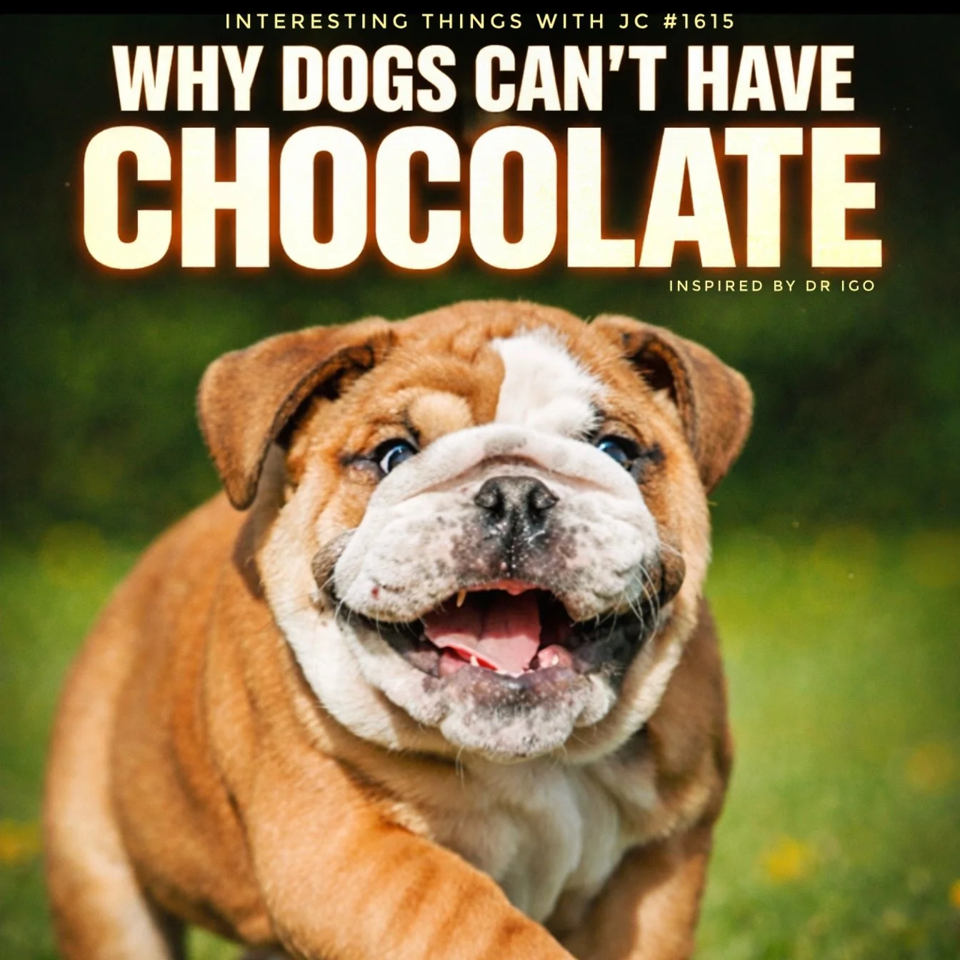 1615: "Why Dogs Can't Have Chocolate" — JC