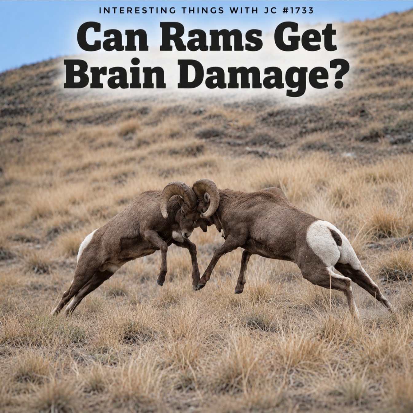 1733: "Can Rams Get Brain Damage?"