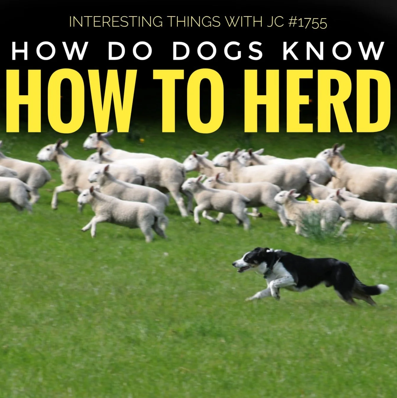 1755: "How Do Dogs Know How to Herd?" 