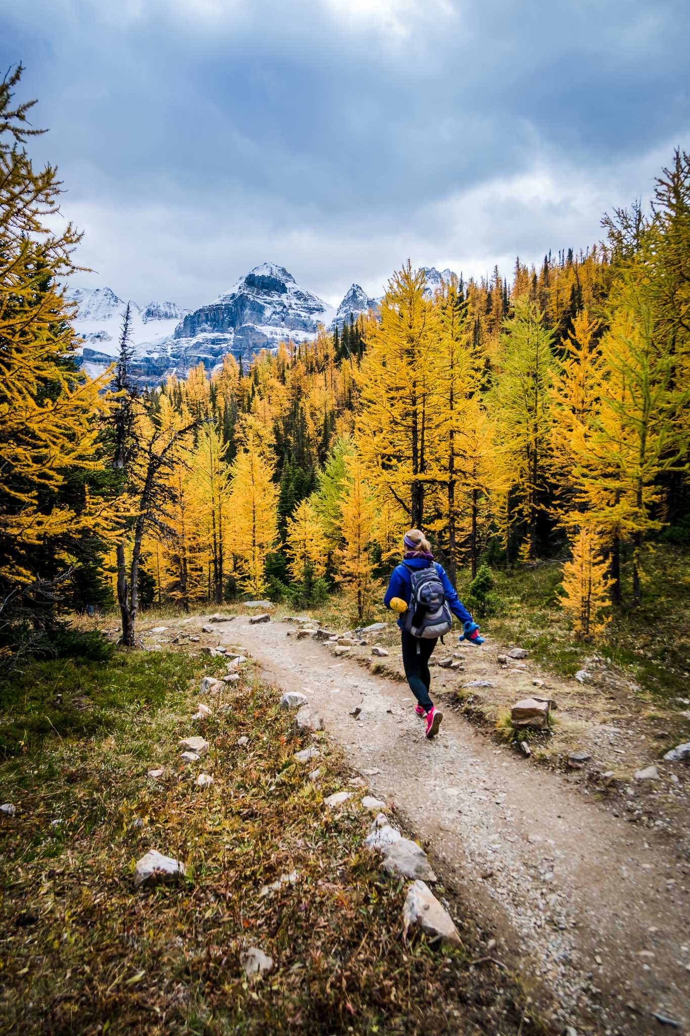 Larch Hikes in the Canadian Rockies