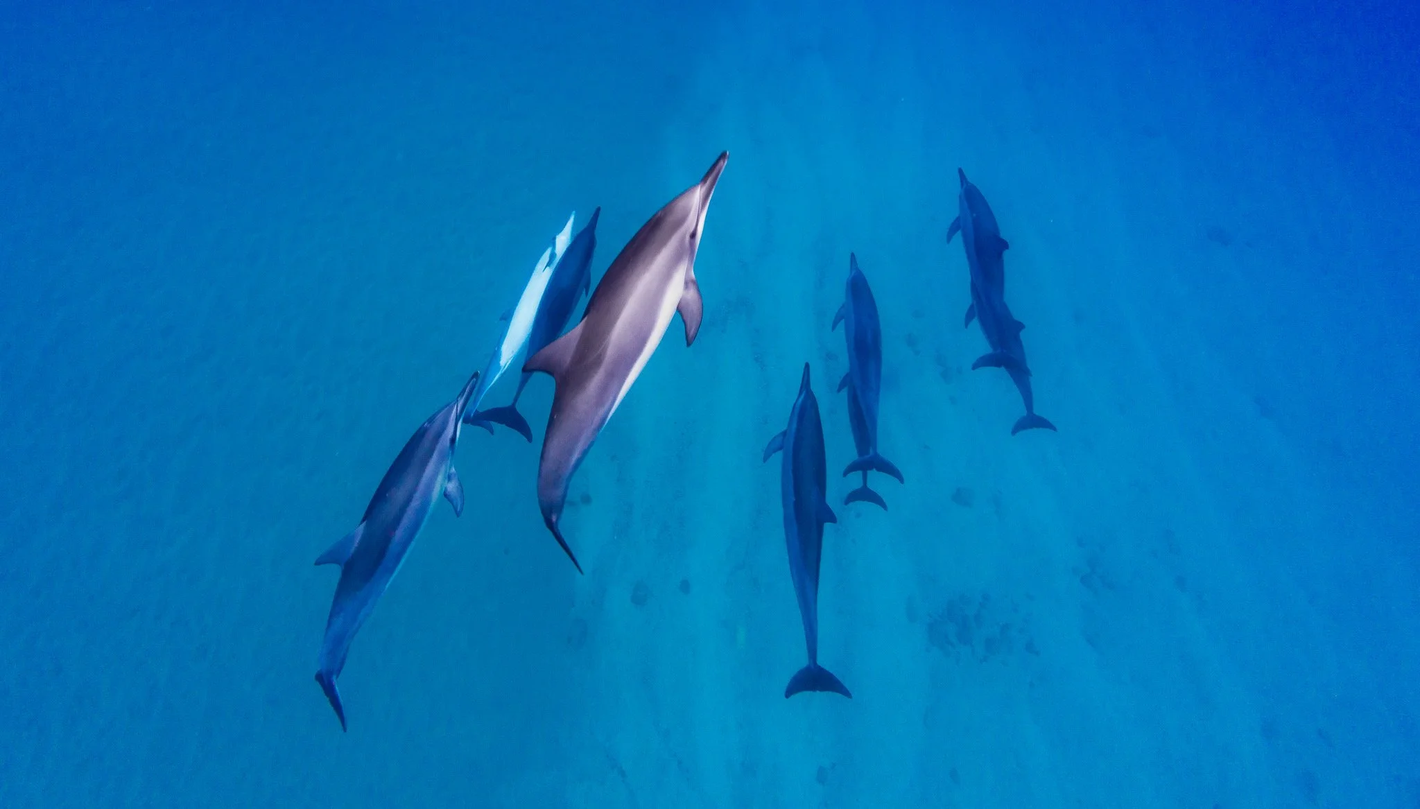 The BEST place to snorkel with turtles and dolphins on Oahu