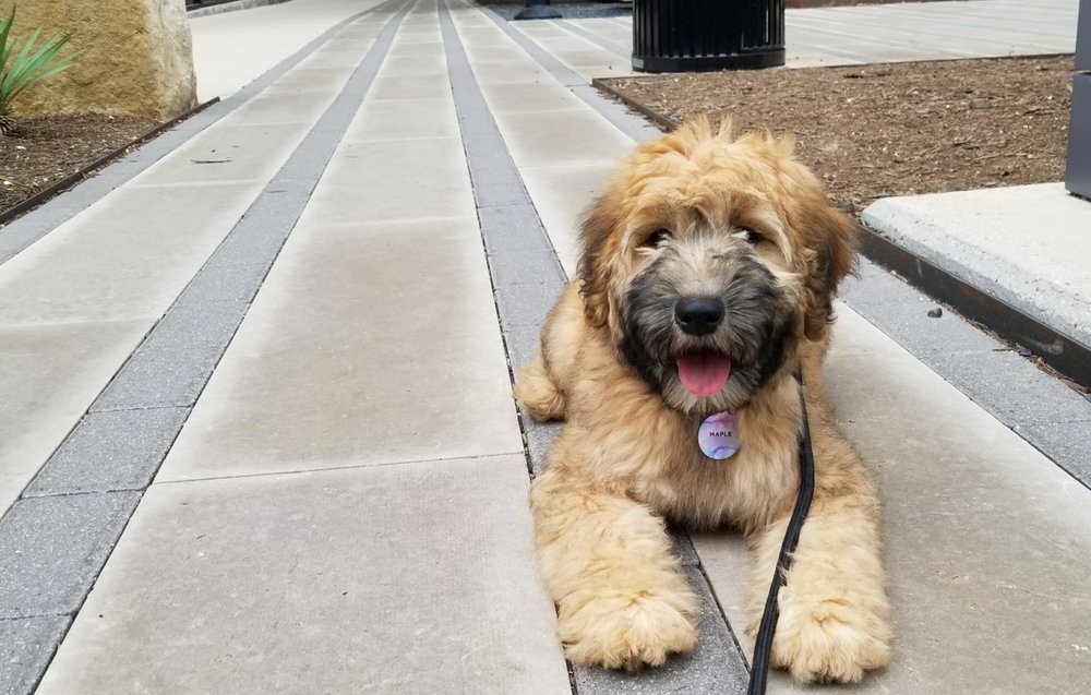 whoodle puppies for sale near me