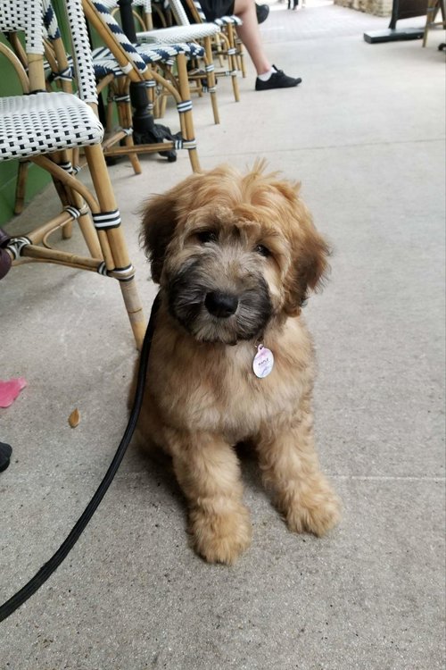 wheaten poodle dog