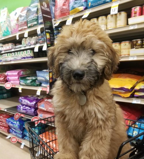 whoodle puppies for sale near me