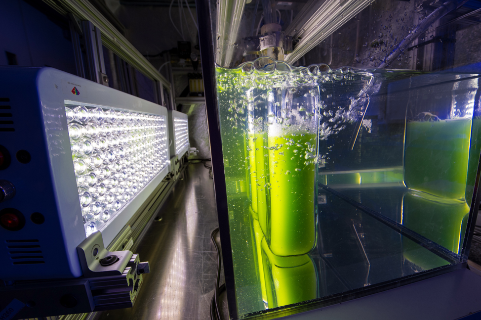 An algae bioreactor growing mass quantities of algae for use in energy. Photo credit: energy.gov