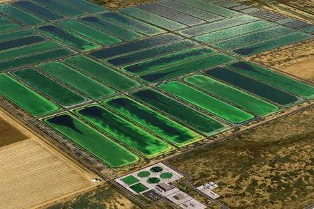 Algae can be grown on the large scale, and in turn can mass produce compounds of interest for our own use. Photo credit: Arizona State University
