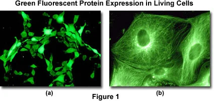 Example of cell characterization based on fluorescent protein markers. Credit: Olympus Lifescience