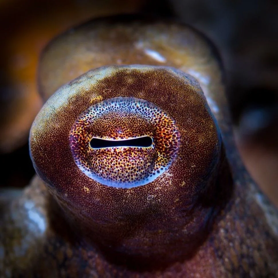 The eye of the octopus works in the same way as our own, but evolved completely differently. Photo credit: National Geographic
