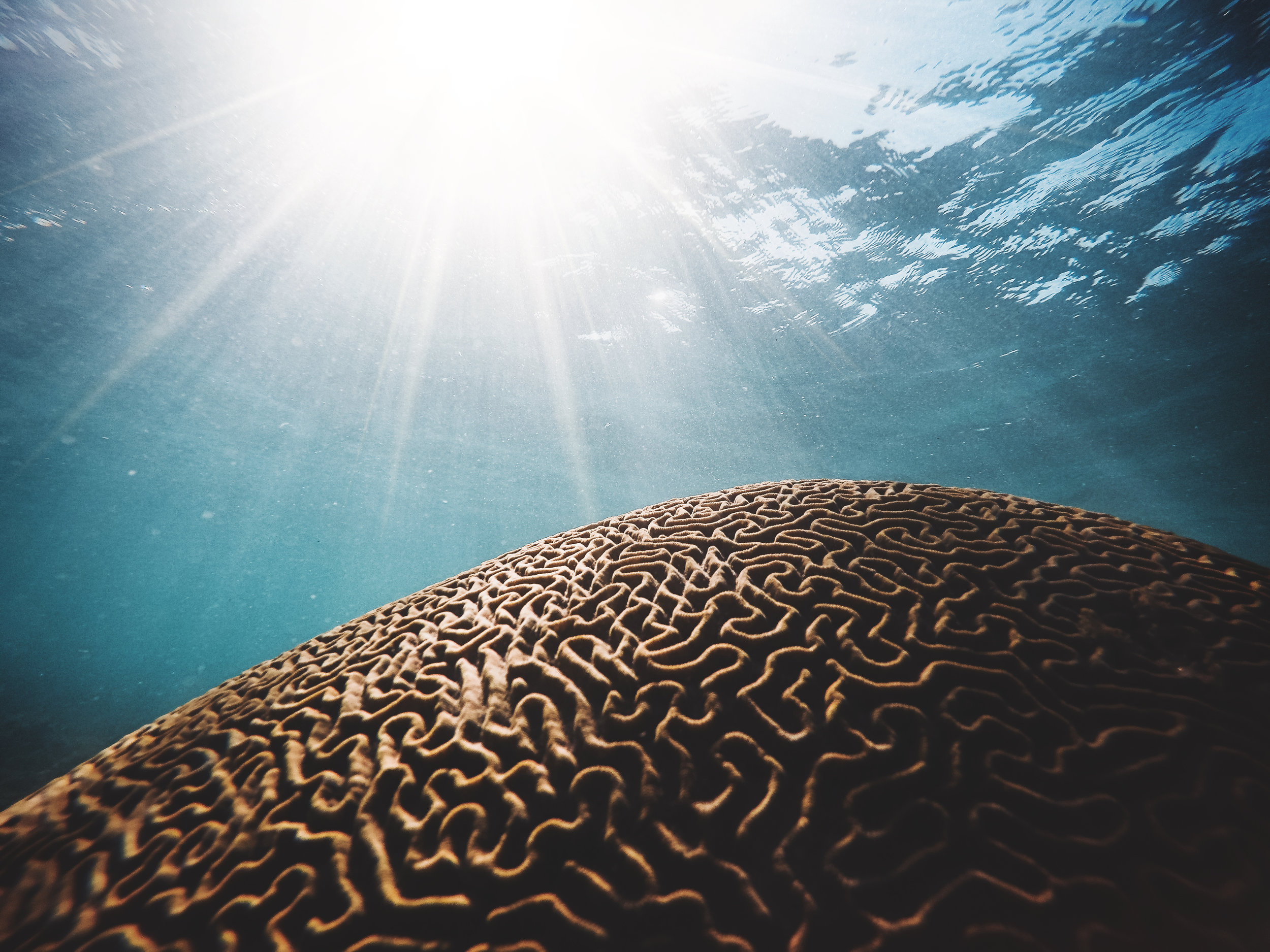 Coral reefs, as “living rocks,” provide the foundation for the ecosystem that supports much of life on earth. Photo credit: Daniel Hjalmarsson