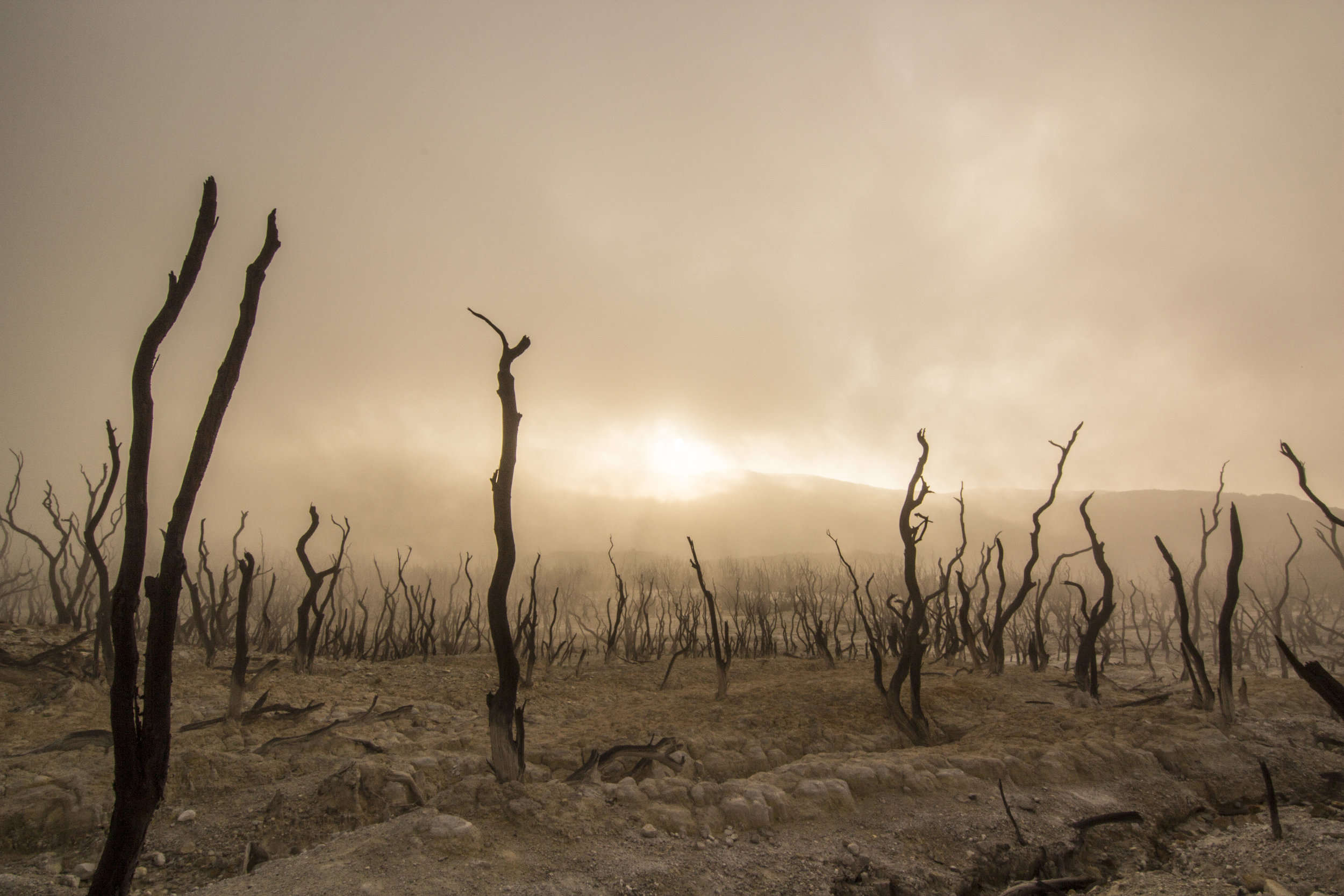 The failure of ecosystems, such as this charred forest in Indonesia, is becoming more prevalent on a global scale. Photo credit: Dikaseva