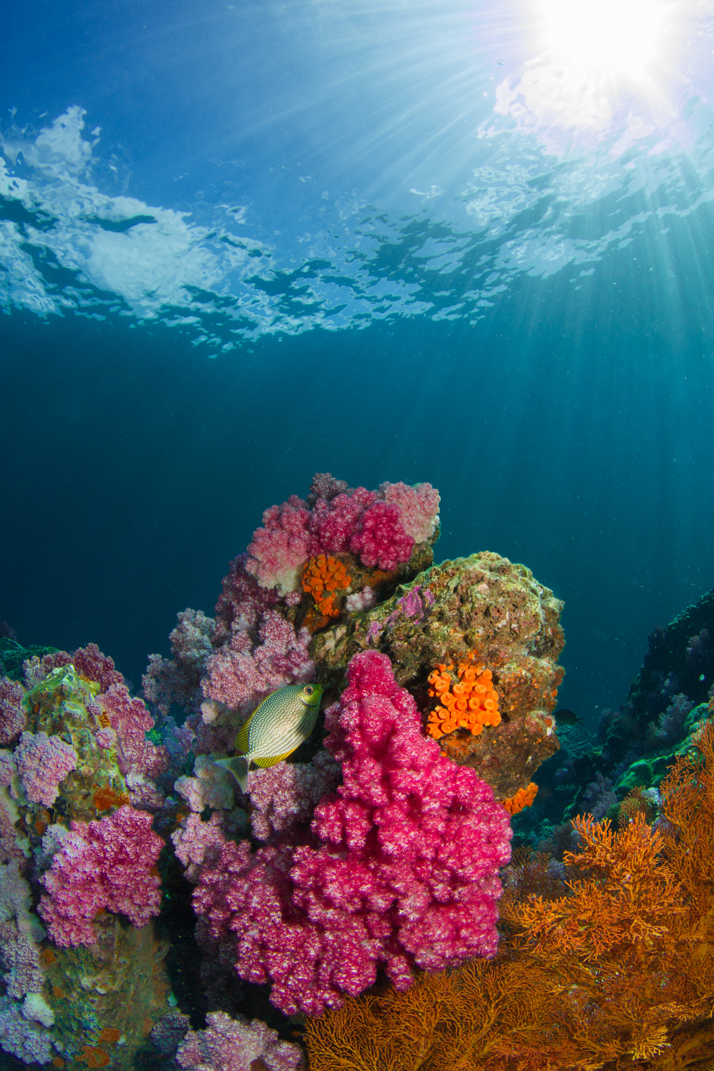 Coral reefs are known for their beautiful colors, which come from the communities of colored algae in their tissues. Photo credit: Milos Prelevic