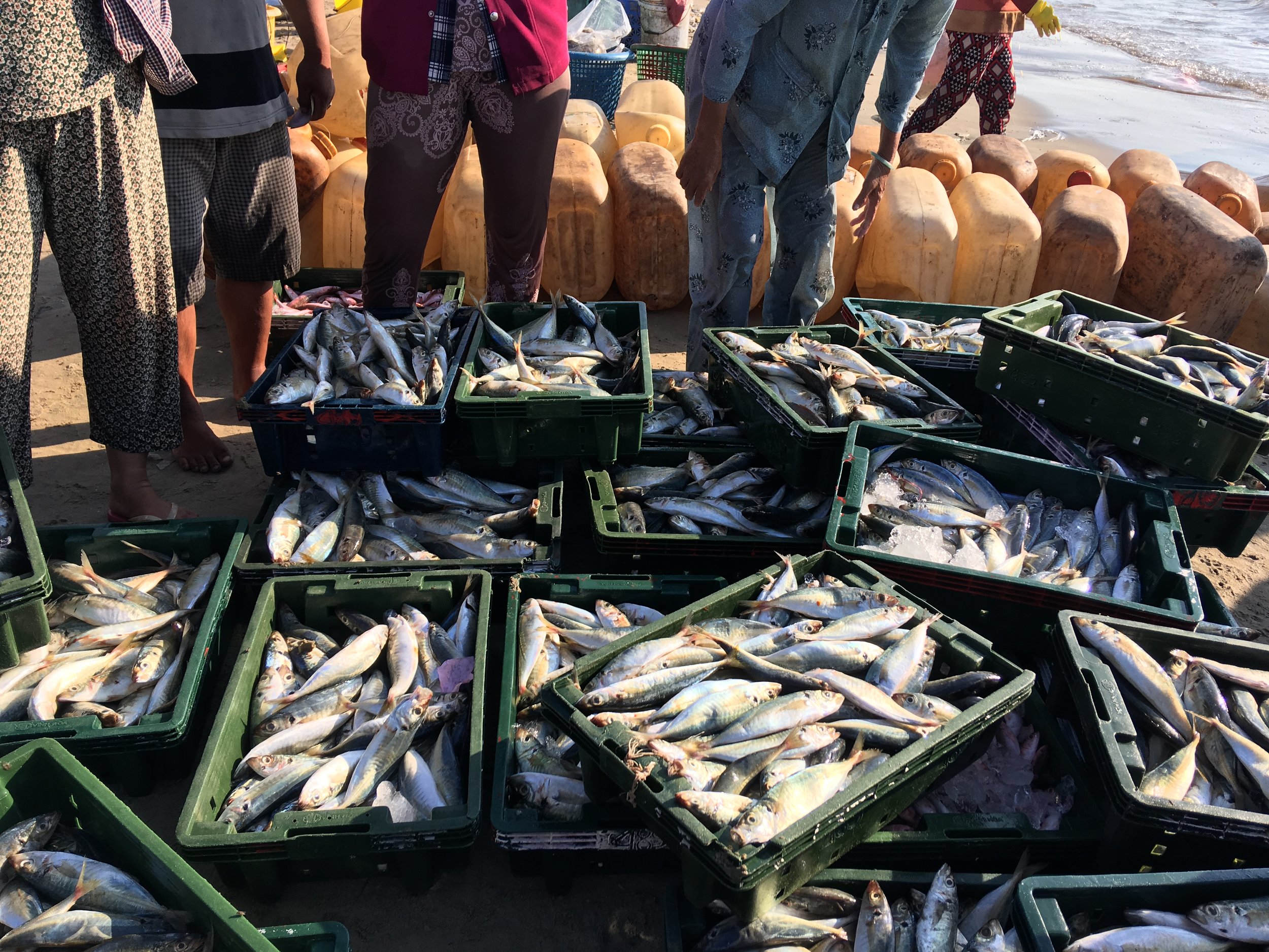 Modern technologies allow us to harvest massive numbers of fish. Photo credit: Duangphorn Wiriya