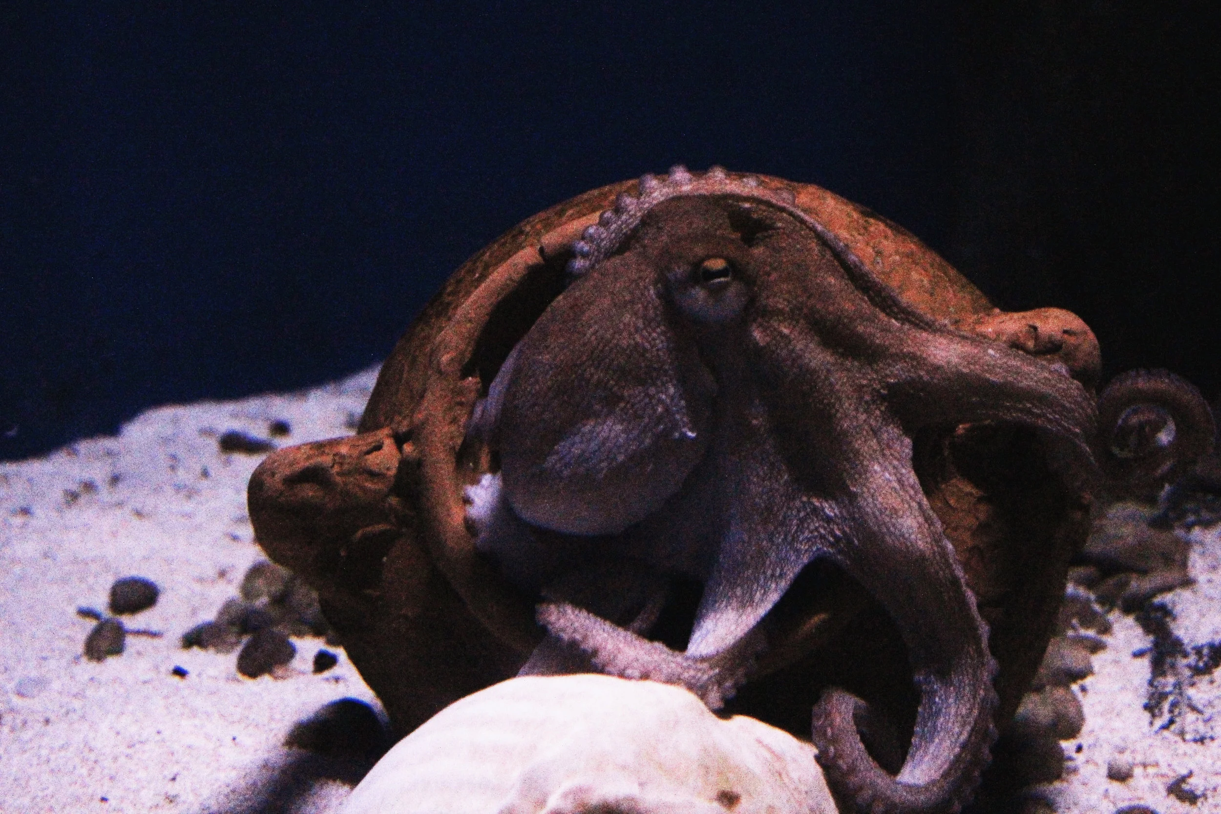 Octopuses in captivity are charismatic, active, and highly intelligent. Photo credit: Janayara Machado