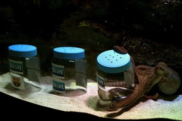 An octopus solving a puzzle by unscrewing certain jars to receive a food reward.