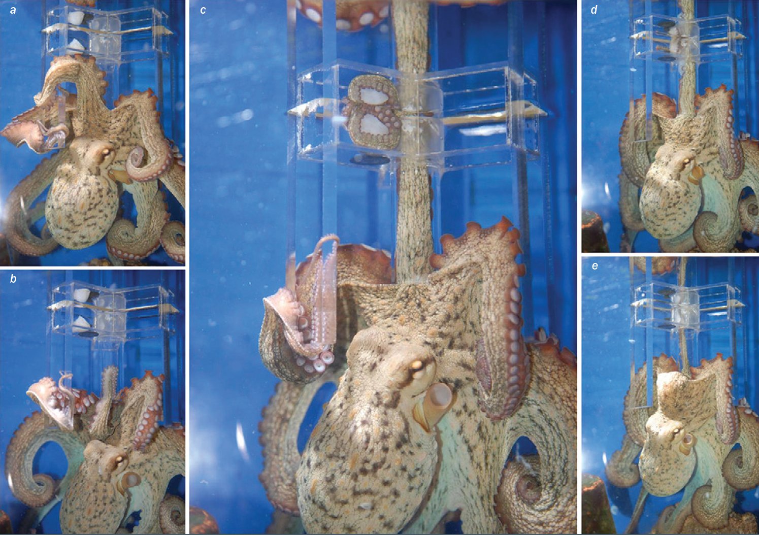 The octopus uses its eyes as a guide, but its arm functions independently from the brain in searching for food through this maze. Photo credit: Scientific American