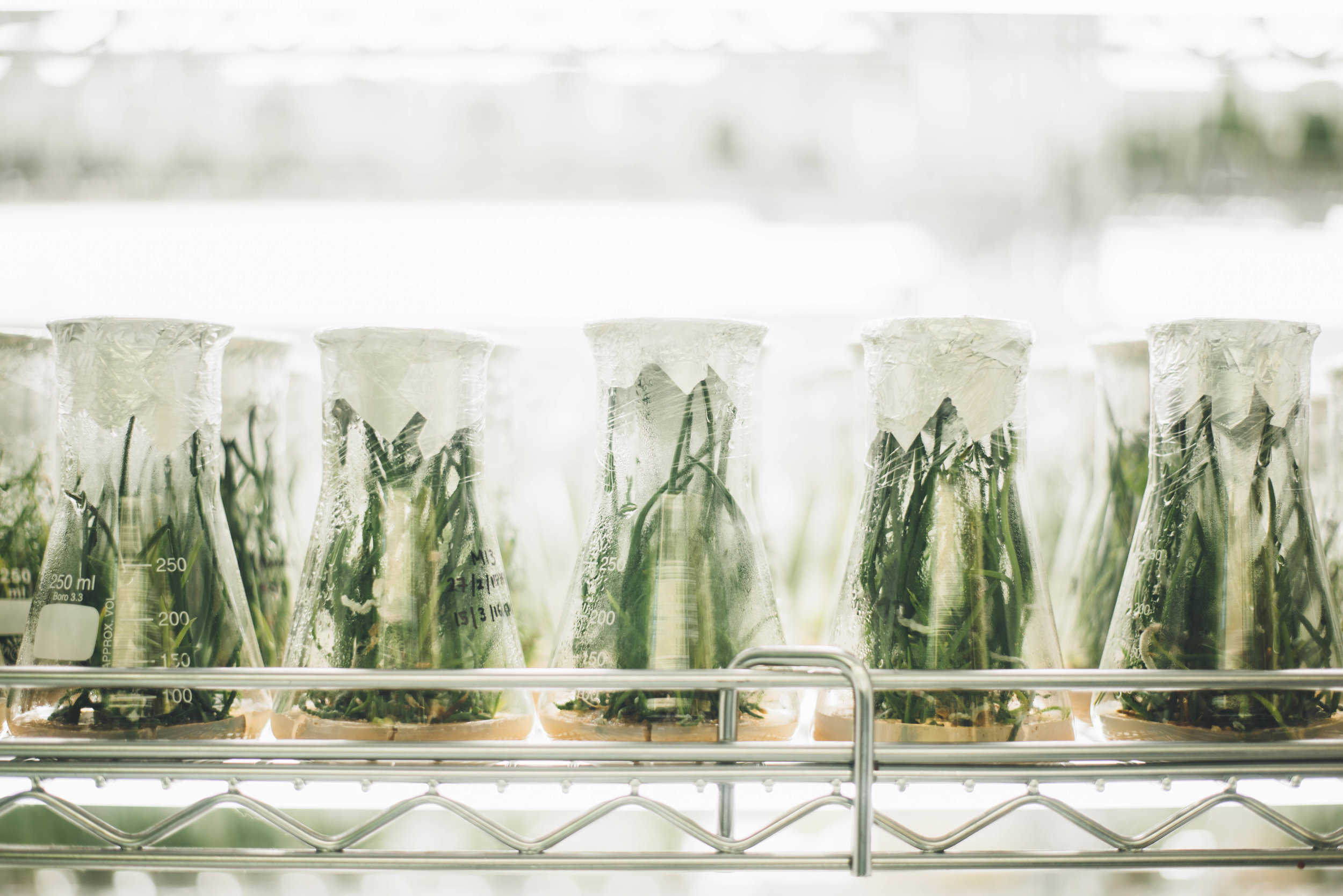 We can optimize the growth of algae in the lab, allowing us to maximize the amount of compounds we can harvest from them. Photo credit: Chuttersnap