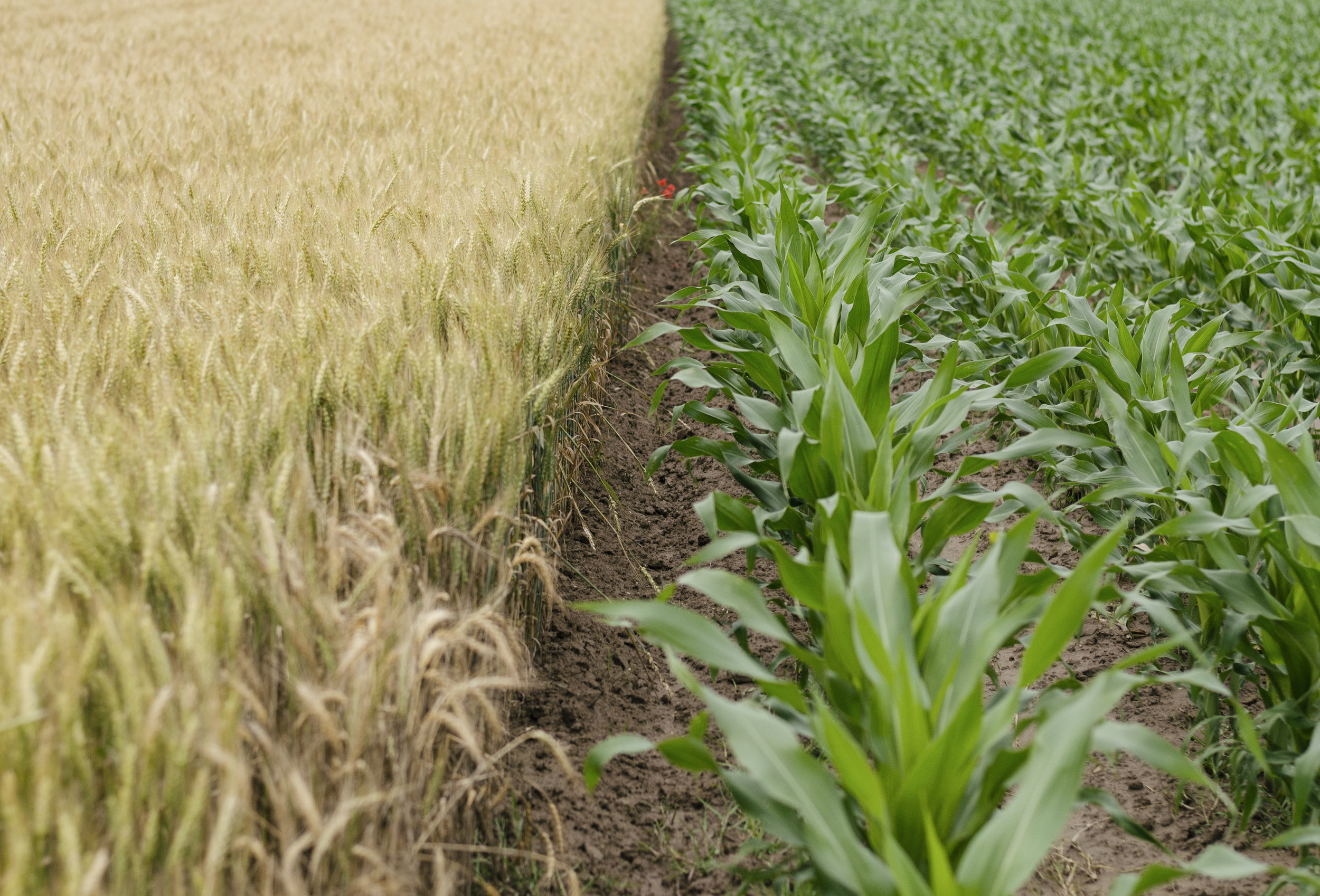 Modern GMO crops can provide safer, more nutritious, and more reliable sources of food than those produced using the genetic modification methods we have employed in the past. Photo credit: Henry Be
