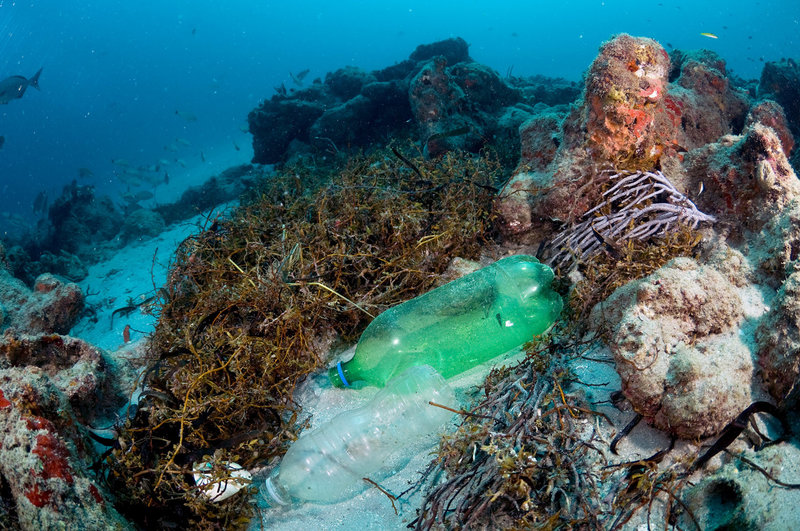 Plastic pollution poses a large threat to coral reefs and the organisms that live within in them. Photo credit: Michael O’Neill