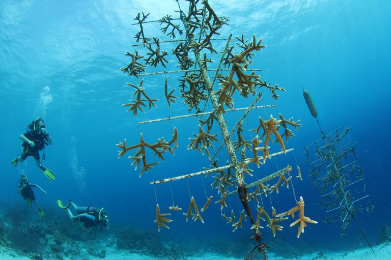 The Coral Restoration Foundation (CRF) in the Florida Keys grows coral fragments in nurseries, then plants them back out on the reef. Photo credit: Pol Bosch
