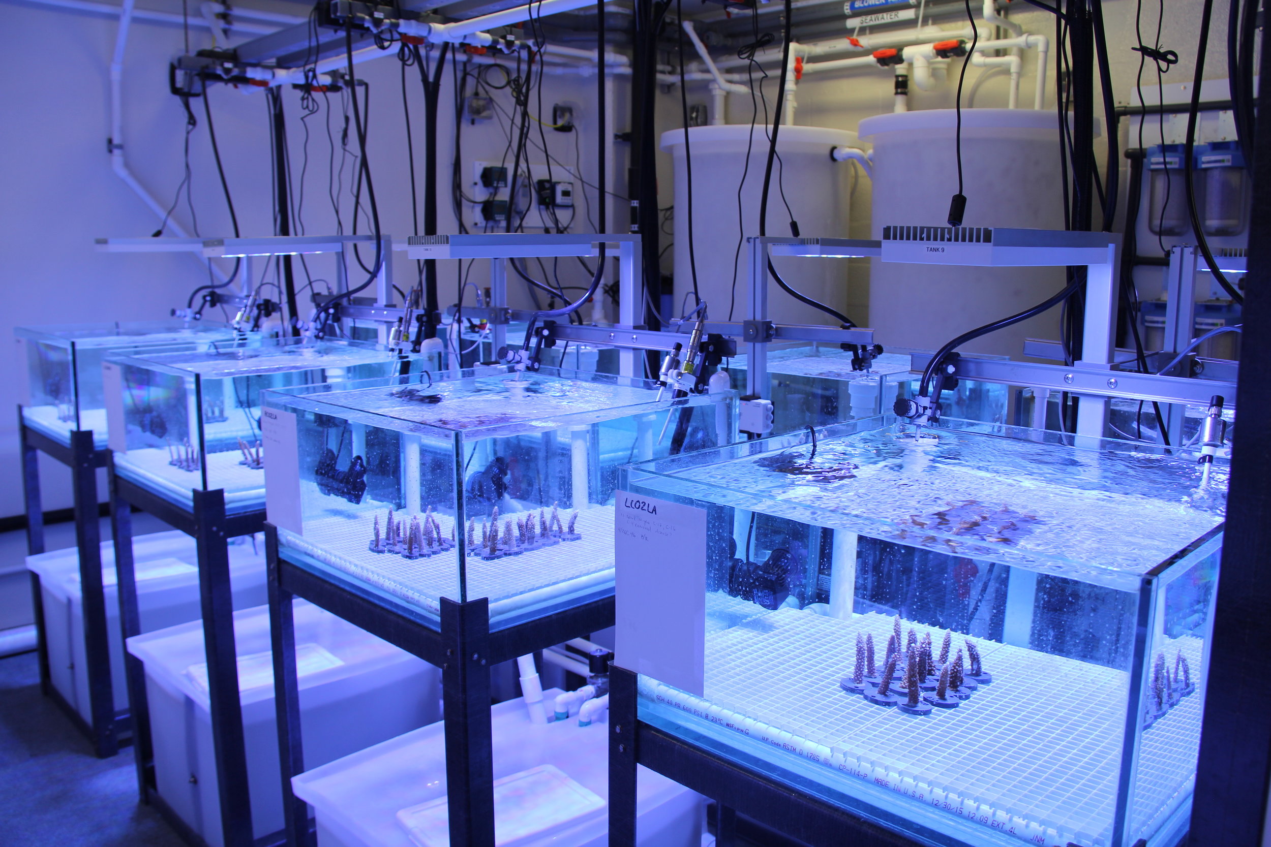 In this lab, corals are subjected to stressors to make them more resilient. Photo credit: NOAA