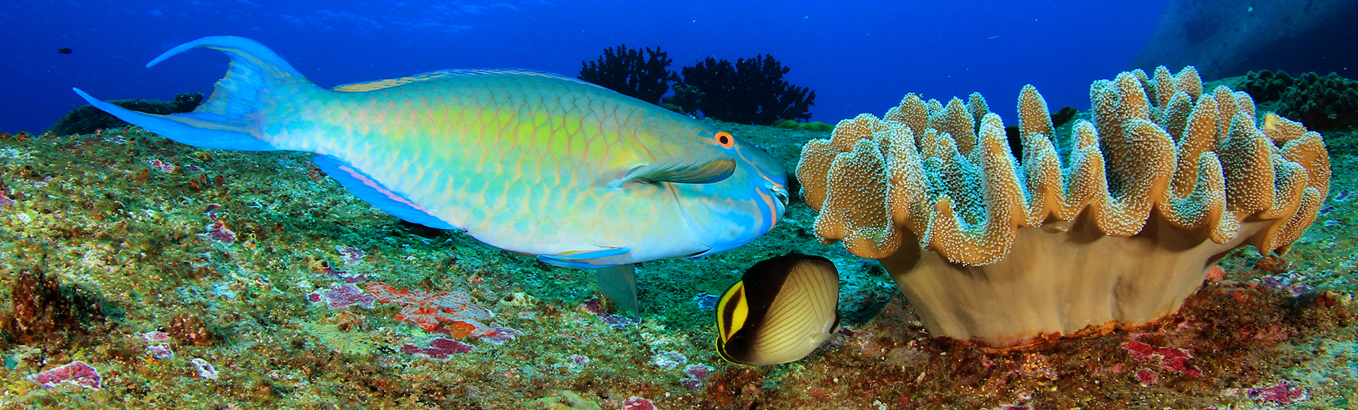 Parrotfish graze on the algae on reefs, allowing corals to grow without competing for space. Photo credit: Caradonna Adventures