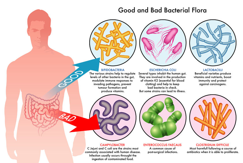 The human gut harbors both beneficial and harmful bacteria, which can each affect the body in a completely different way. Proliferation of a certain type of harmful bacteria is what leads to gastrointestinal problems such as diarrhea. Credit: Intentio Fitness