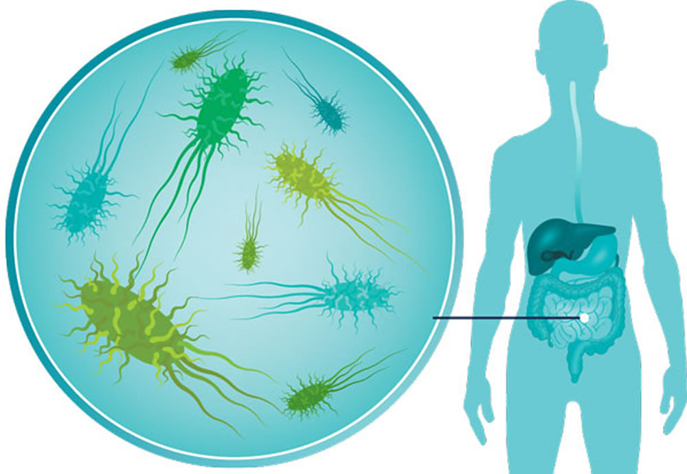 The communities of bacteria in your gut stay pretty much the same over time, and probiotics may disrupt their recovery after a disturbance. Credit: Health Jade
