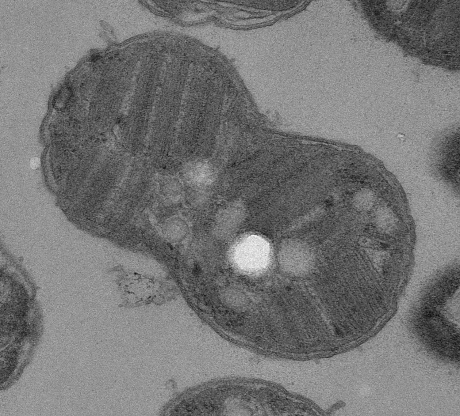 Methylomicrobium alcaliphilum 20ZR, a methane-eating bacteria, may provide a powerful way for us to reduce atmospheric methane and mitigate climae change. Photo credit: Paula Welander
