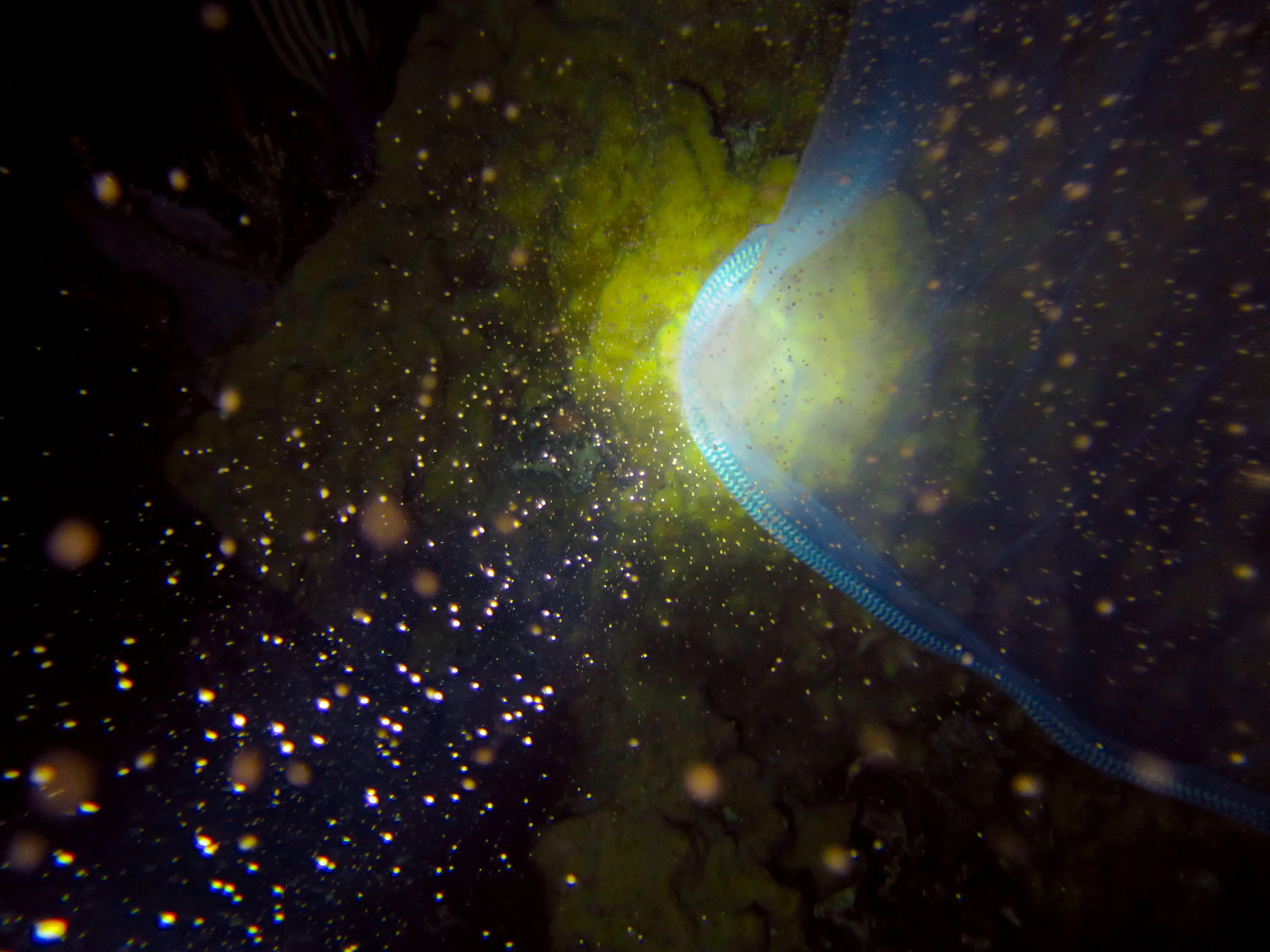 Orbicella faveolata colony releasing its gamete bundles.