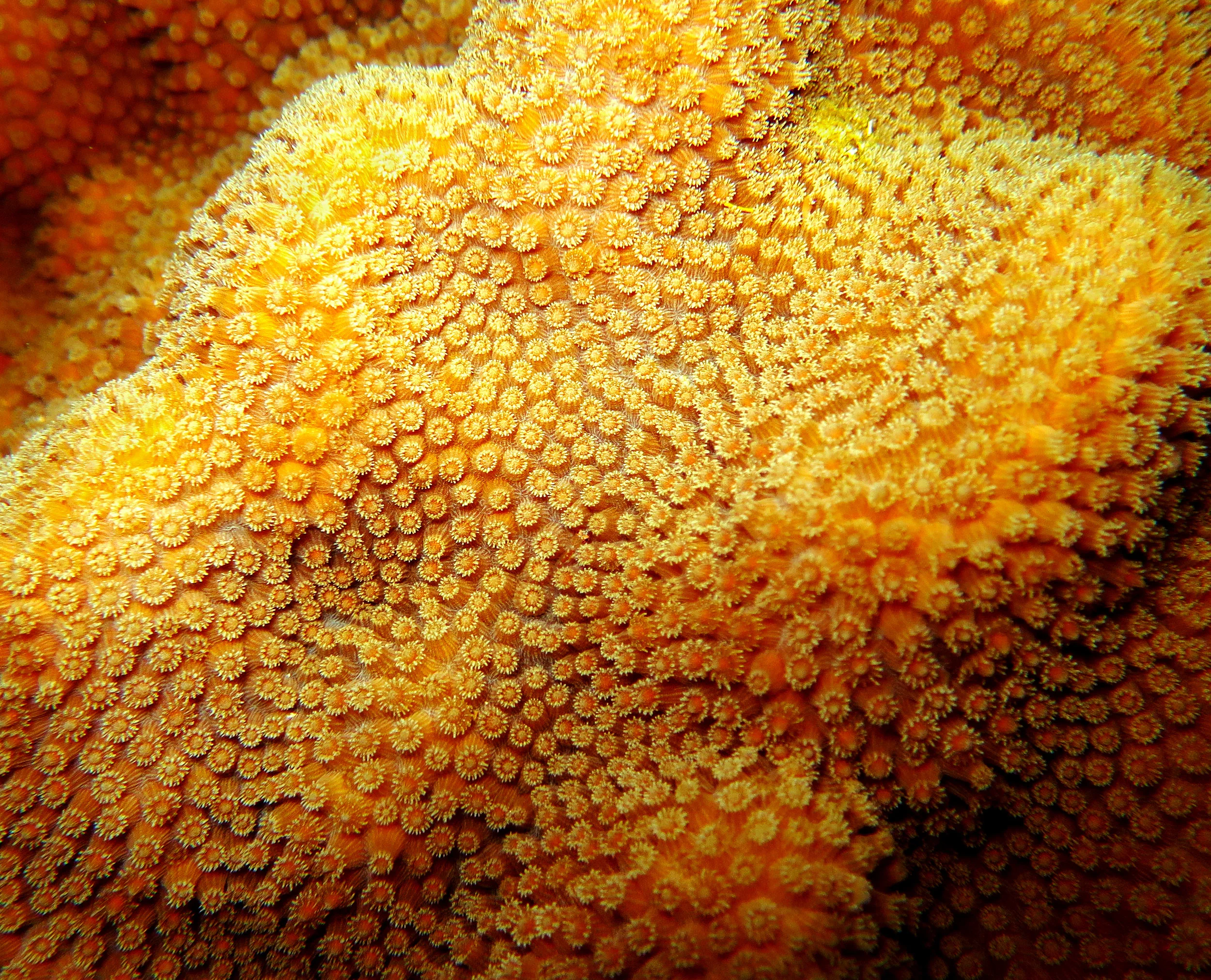 O. faveolata polyps with tentacles extended after releasing gamete bundles.