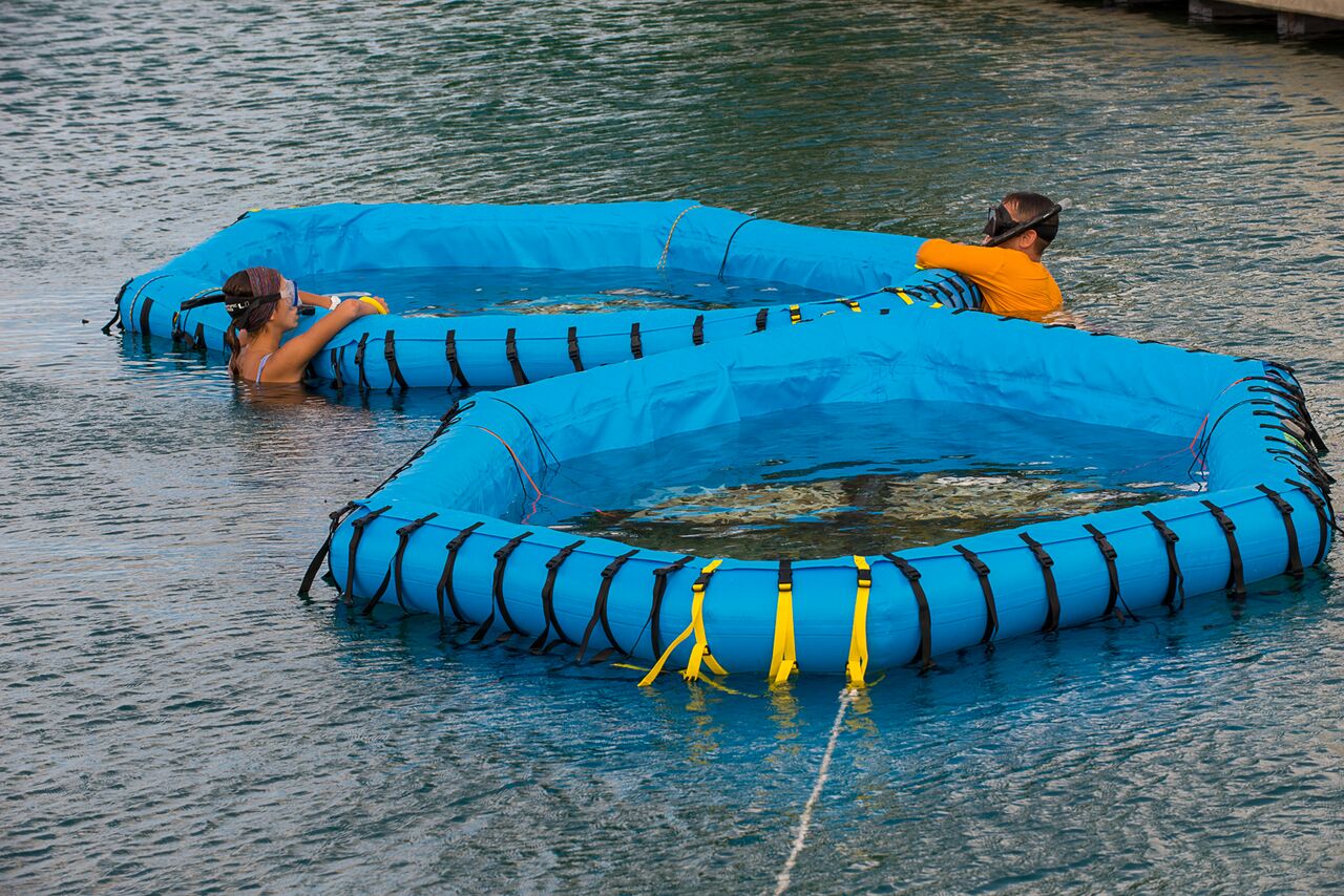 SECORE International has pioneered a method for raising and settling coral larvae in floating, in-water pools. Photo: Paul Selvaggio