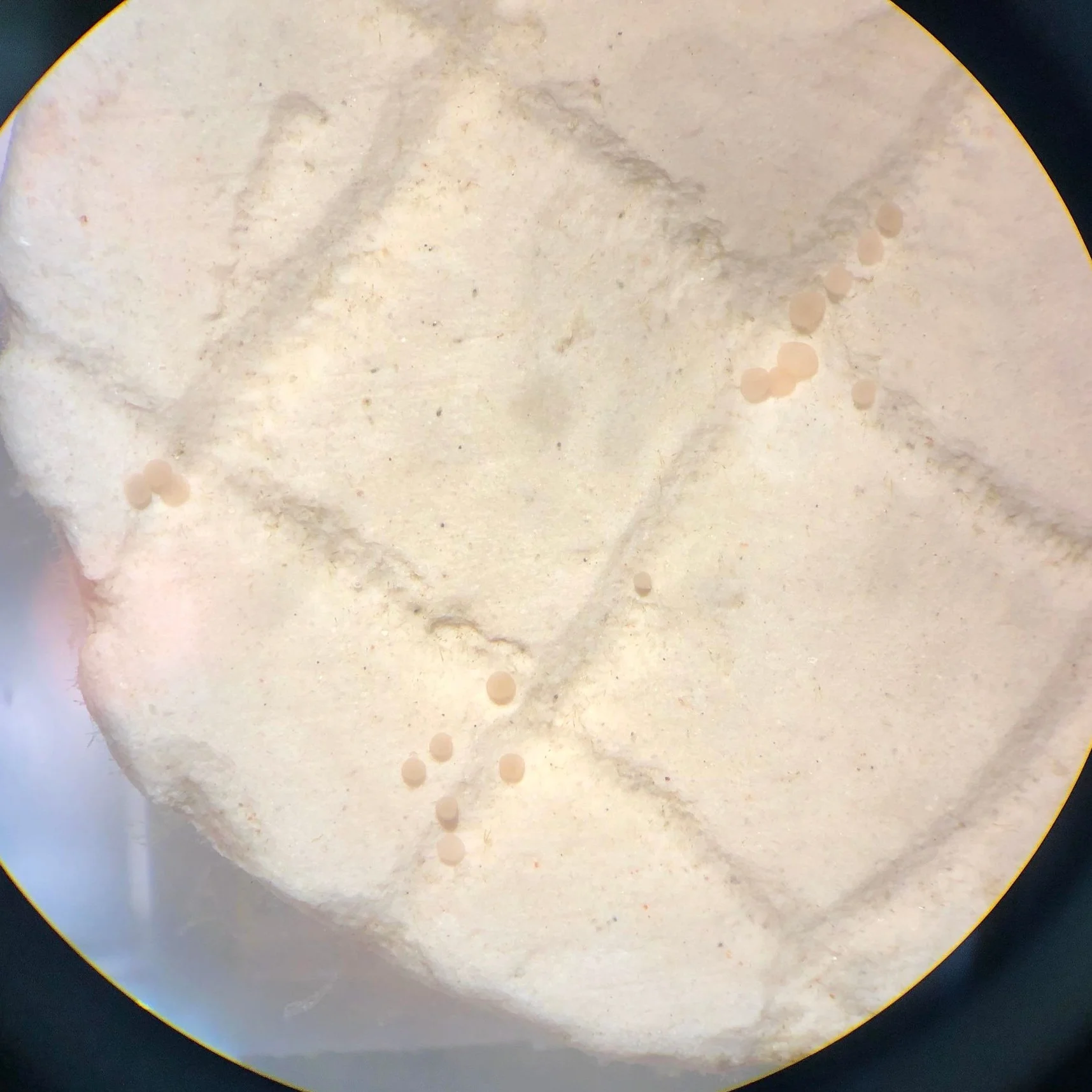 After a few days of drifting and swimming in the water column, coral larvae settle to the sea floor and metamorphose into polyps. These Orbicella faveolata larvae have recently selected their new homes on a pre-conditioned ceramic plug.