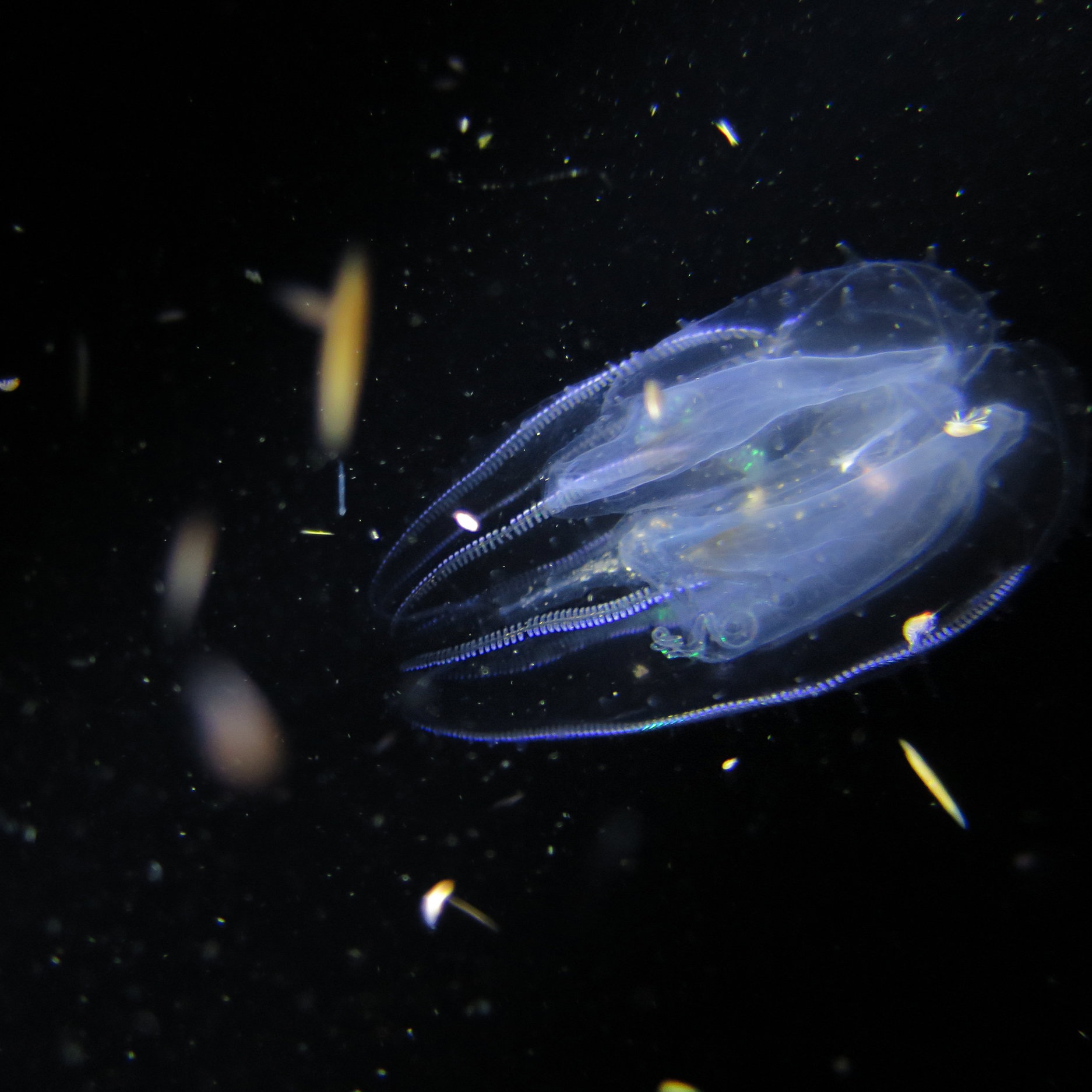 A bioluminescent ctenophore drifts through the dark water like a spaceship.