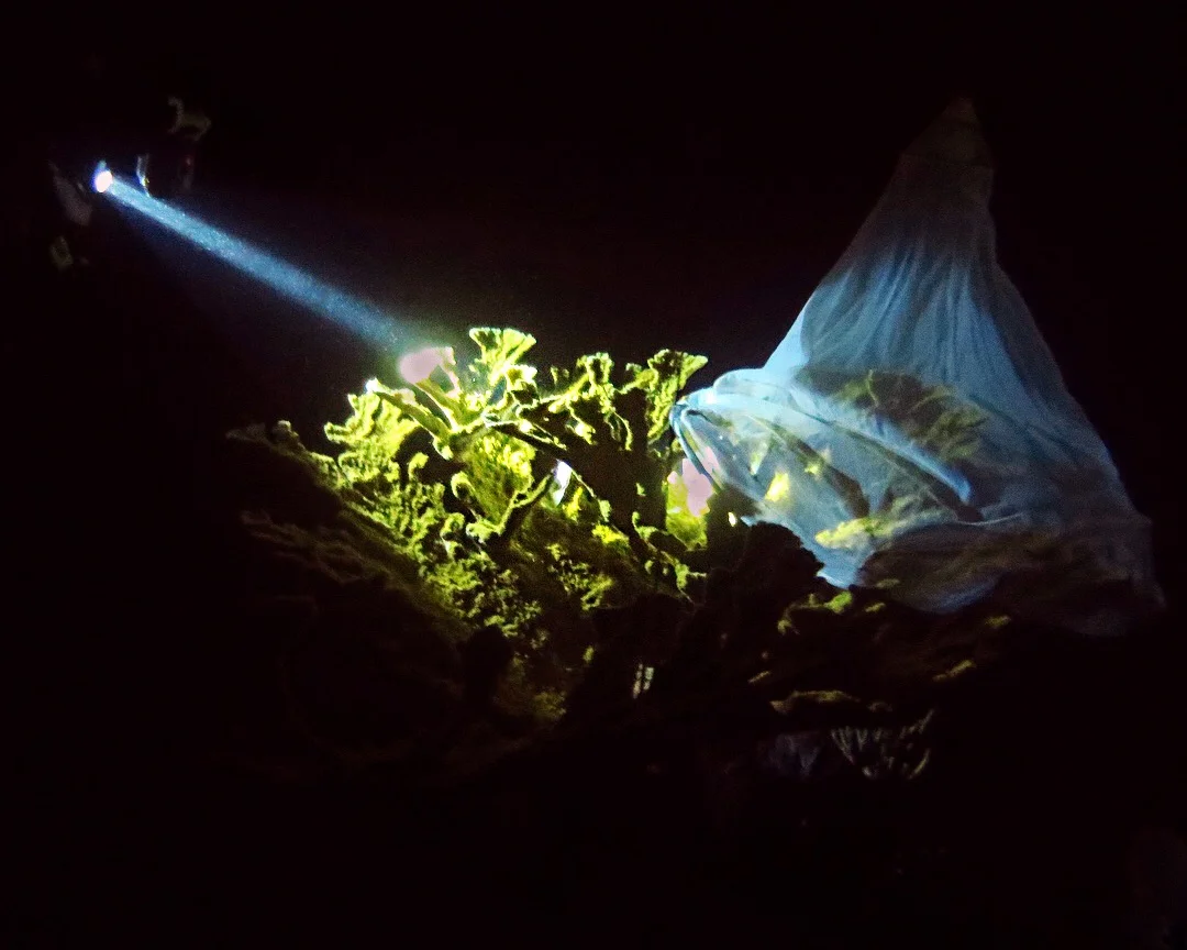A diver waits for this A. palmata colony to release its gamete bundles. The net over the colony will collect them as they float towards the surface.