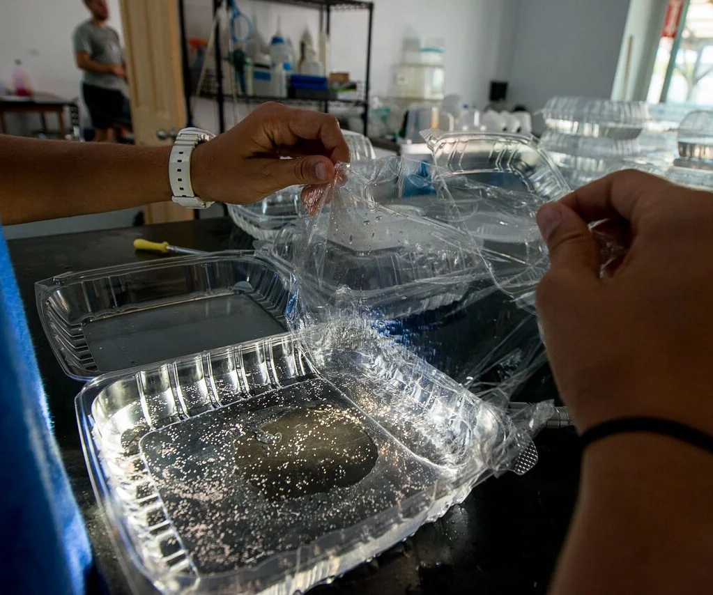It is important to provide the larvae that remain in our land-based lab with fresh seawater regularly to maximize their survival. Photo: Paul Selvaggio