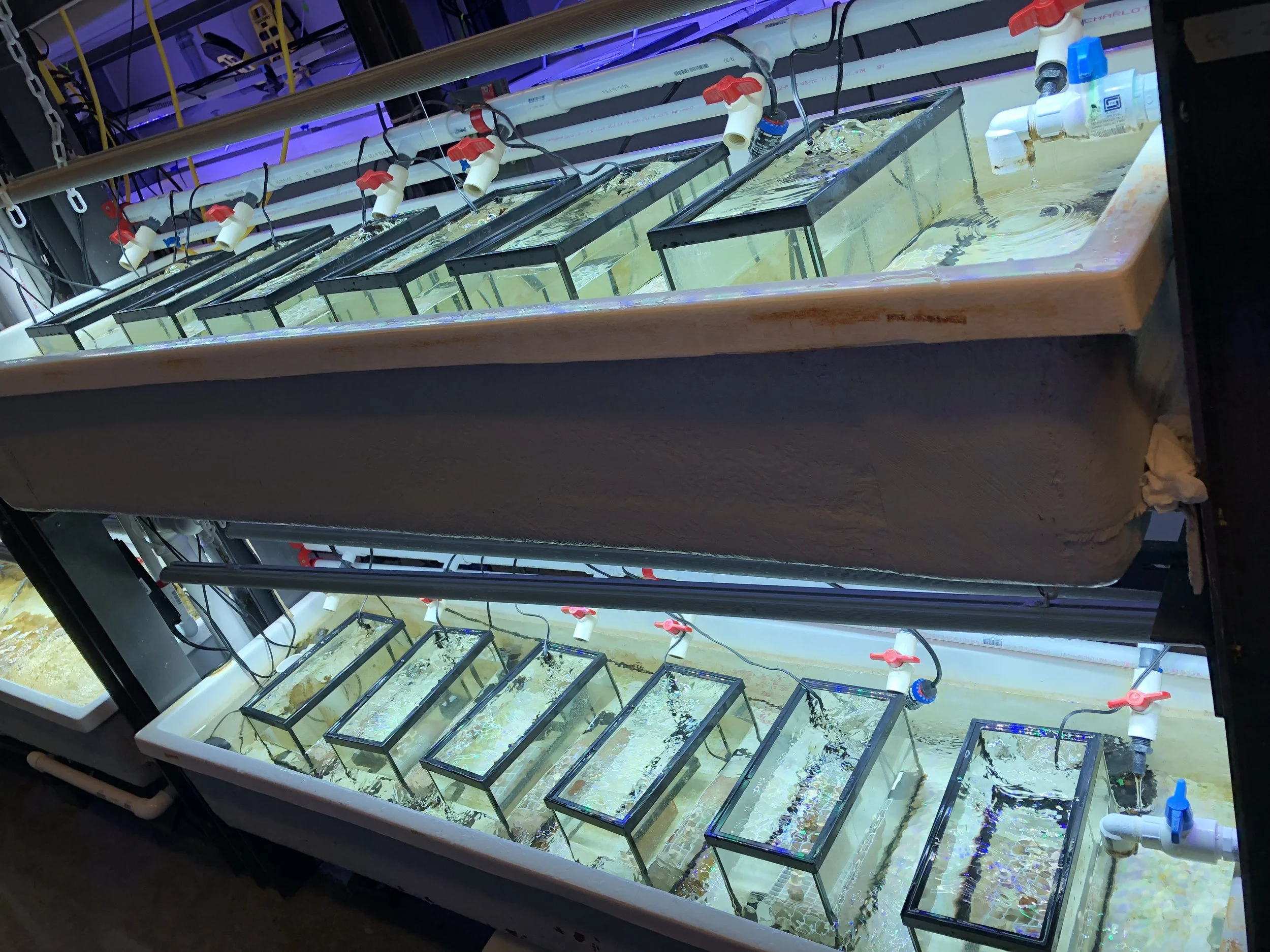 Experimental aquaria where I raise newly-settled coral recruits and expose them to different temperature and symbiont availability treatments.
