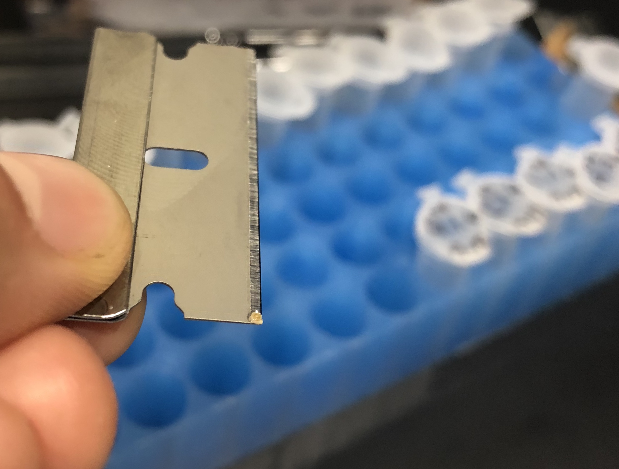 To collect data on which symbiont types a recruit is hosting, I have to sacrifice it with a razor blade. A single recruit - approximately 1 millimeter in diameter - is on the end of the razor blade above.