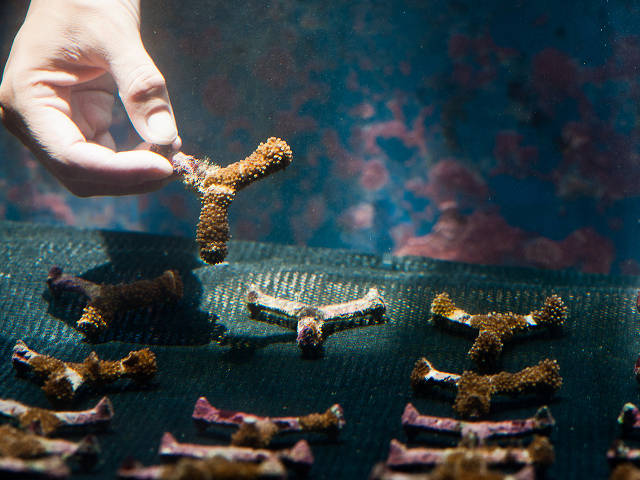 Acropora coral recruits growing on pre-conditioned, 3-pronged substrates created by SECORE International. Photo: SECORE International (www.secore.org)