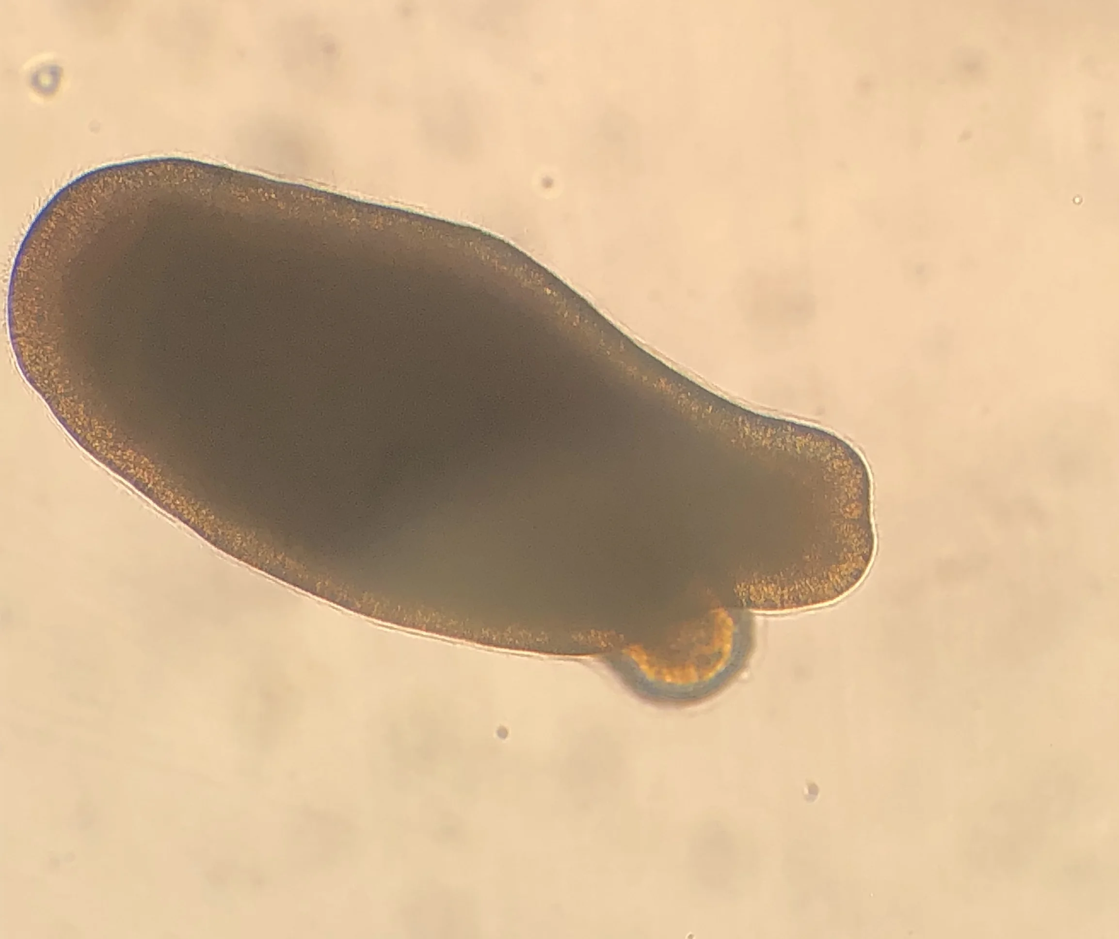 A 3-day-old, swimming Diploria labyrinthiformis larva under a microscope.