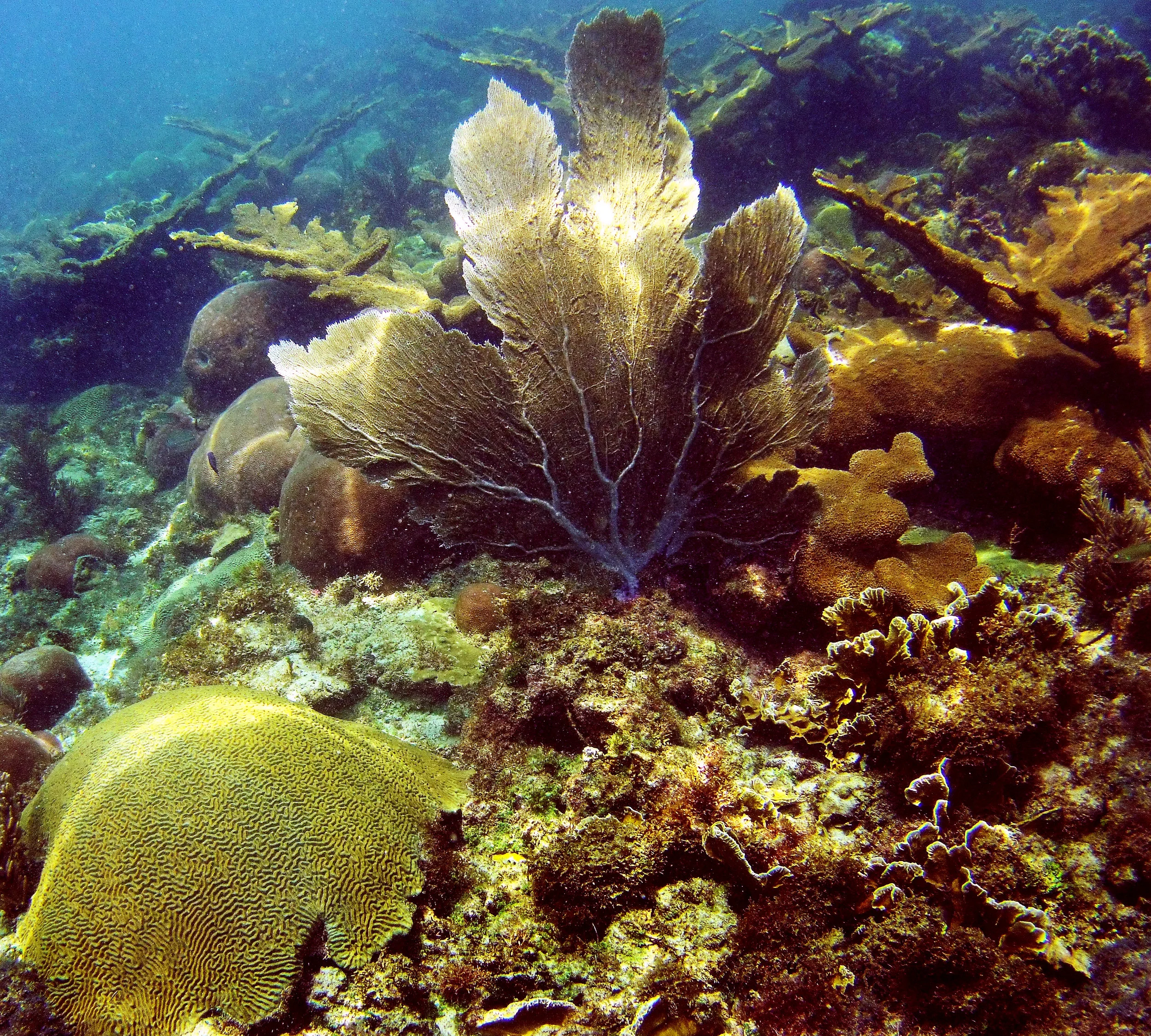 A healthy reef with a variety of hard coral species off the coast of Bocas del Toro, Panama. Few reefs in the Caribbean remain this healthy.