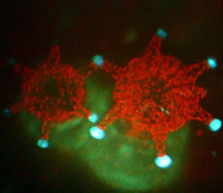 One-month-old Orbicella faveolata recruits fluorescing under violet light. The red dots are the algal symbionts living in their tissues.