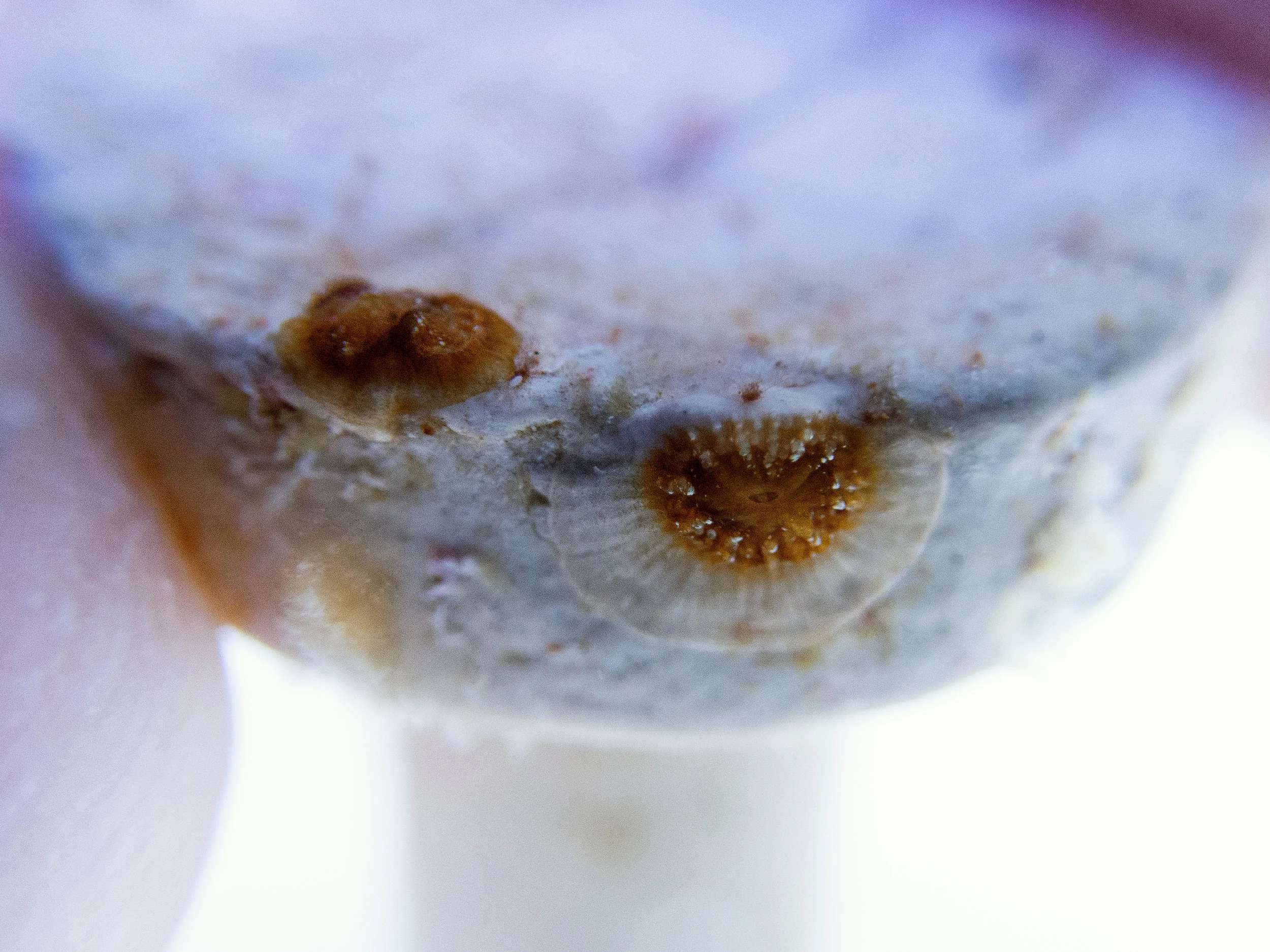 Five-month-old Orbicella faveolata recruits from Eleuthera in the Bahamas. As larvae, they settled on one of the pre-conditioned ceramic plugs that I provided in their tanks.