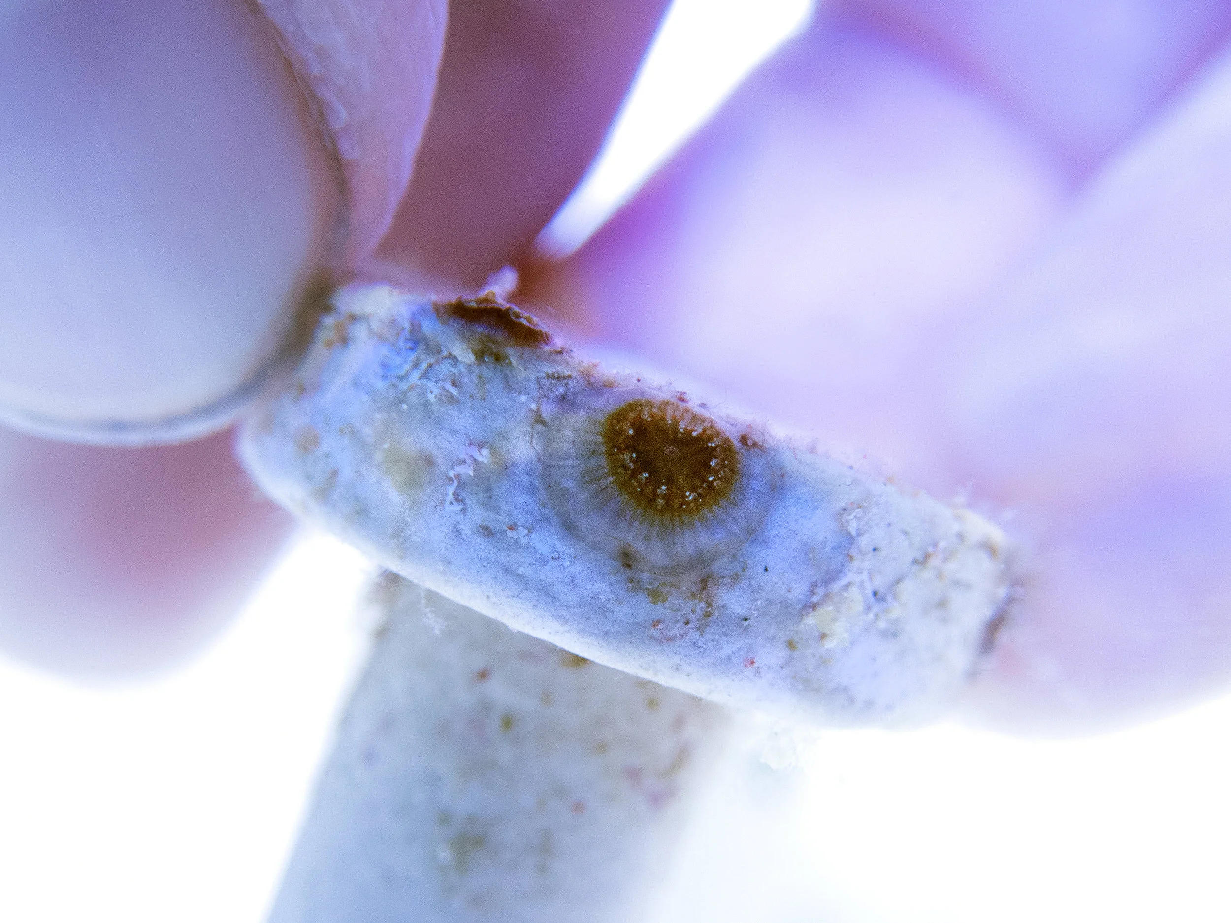 Five-month-old O. faveolata recruits from the Bahamas on a ceramic plug.