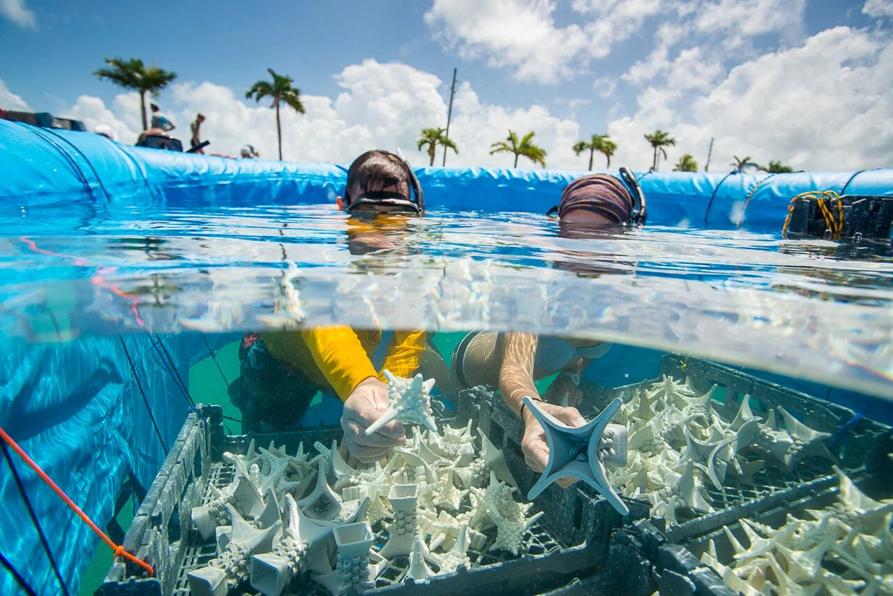Coral researchers hold pre-conditioned, 3D-printed substrates (designed by SECORE International) upon which coral larvae will settle. Photo: Paul Selvaggio