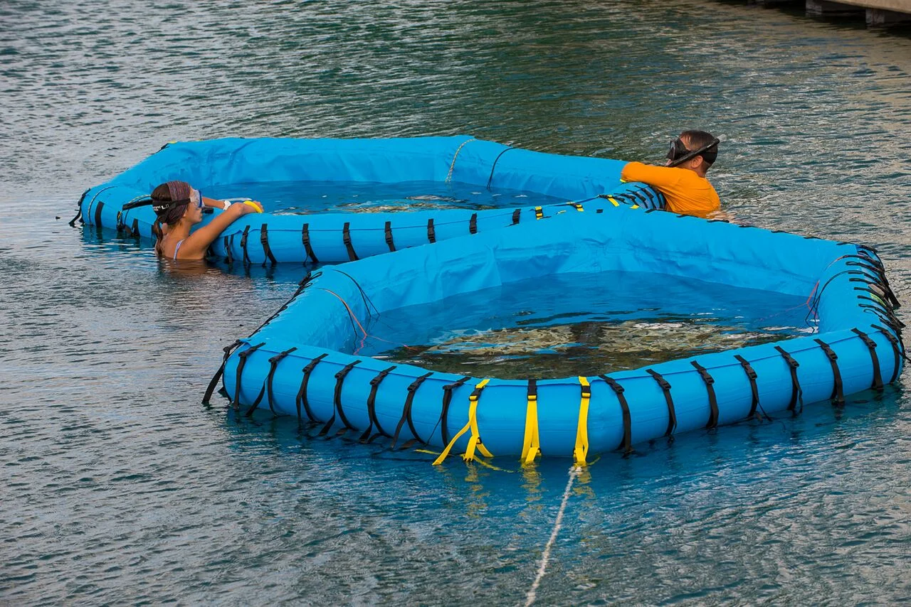 Coral researchers in the Bahamas setting up the in-water pools (designed by SECORE International) that will soon host swimming coral larvae. Photo: Paul Selvaggio