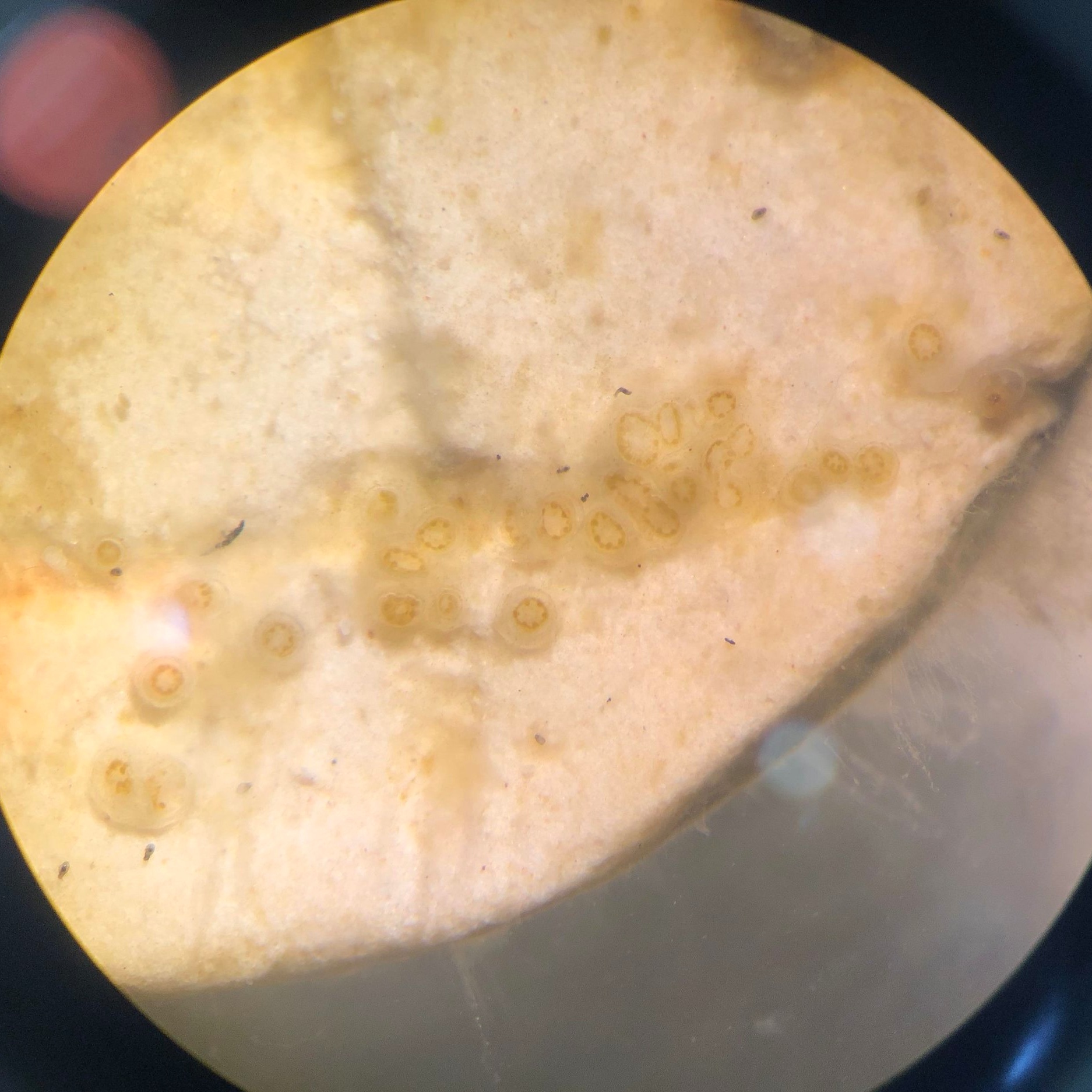 These Orbicella faveolata recruits are just starting to acquire their algal symbionts. The brownish rings around their mouths and tentacles show where the algae first start to colonize their previously symbiont-free tissues.