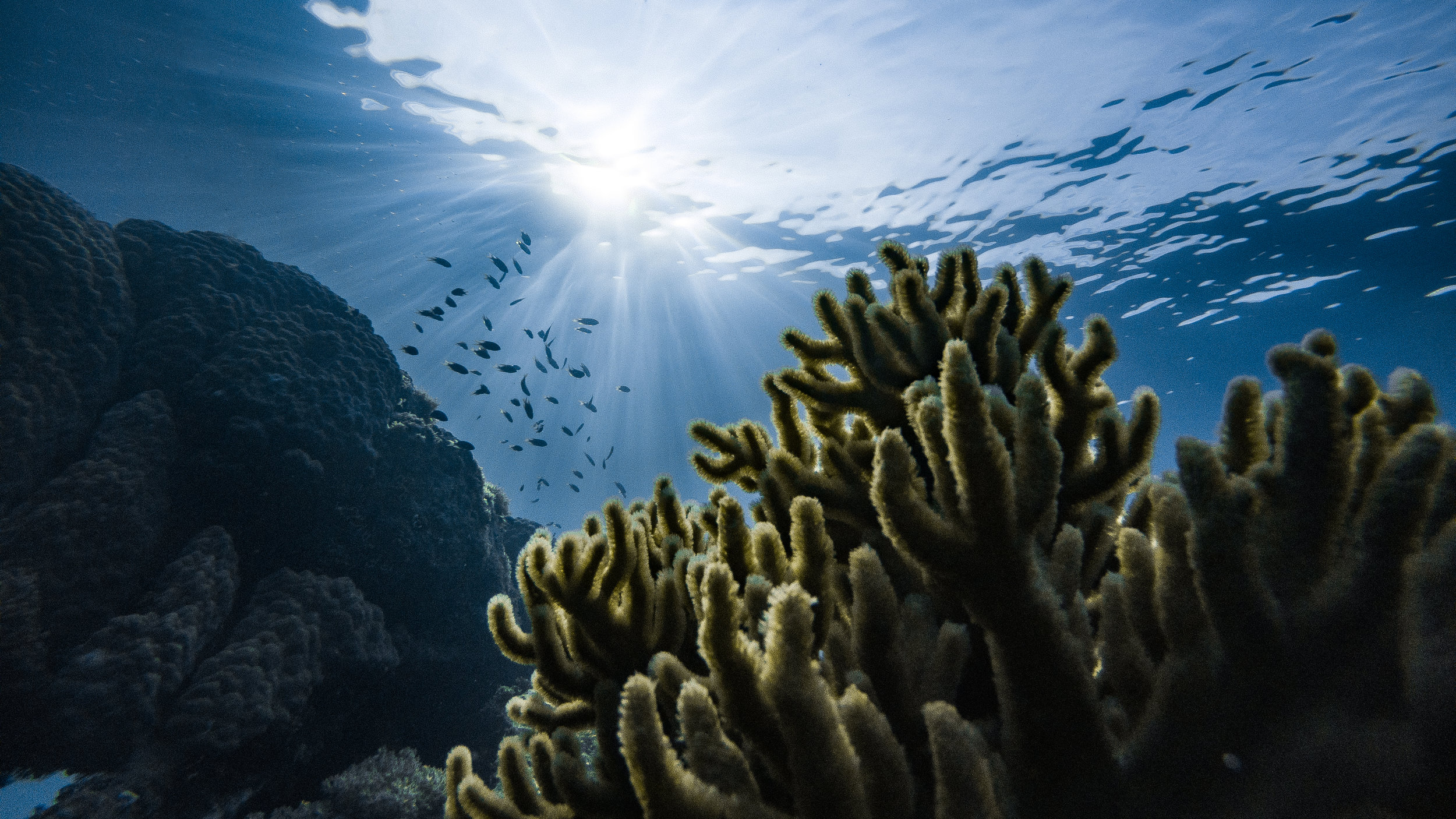 The symbiosis between coral and their algal symbionts is critical to the survival of coral reefs. Encouraging the health of this partnership could be the key to saving reefs. Photo credit: Marek Okon